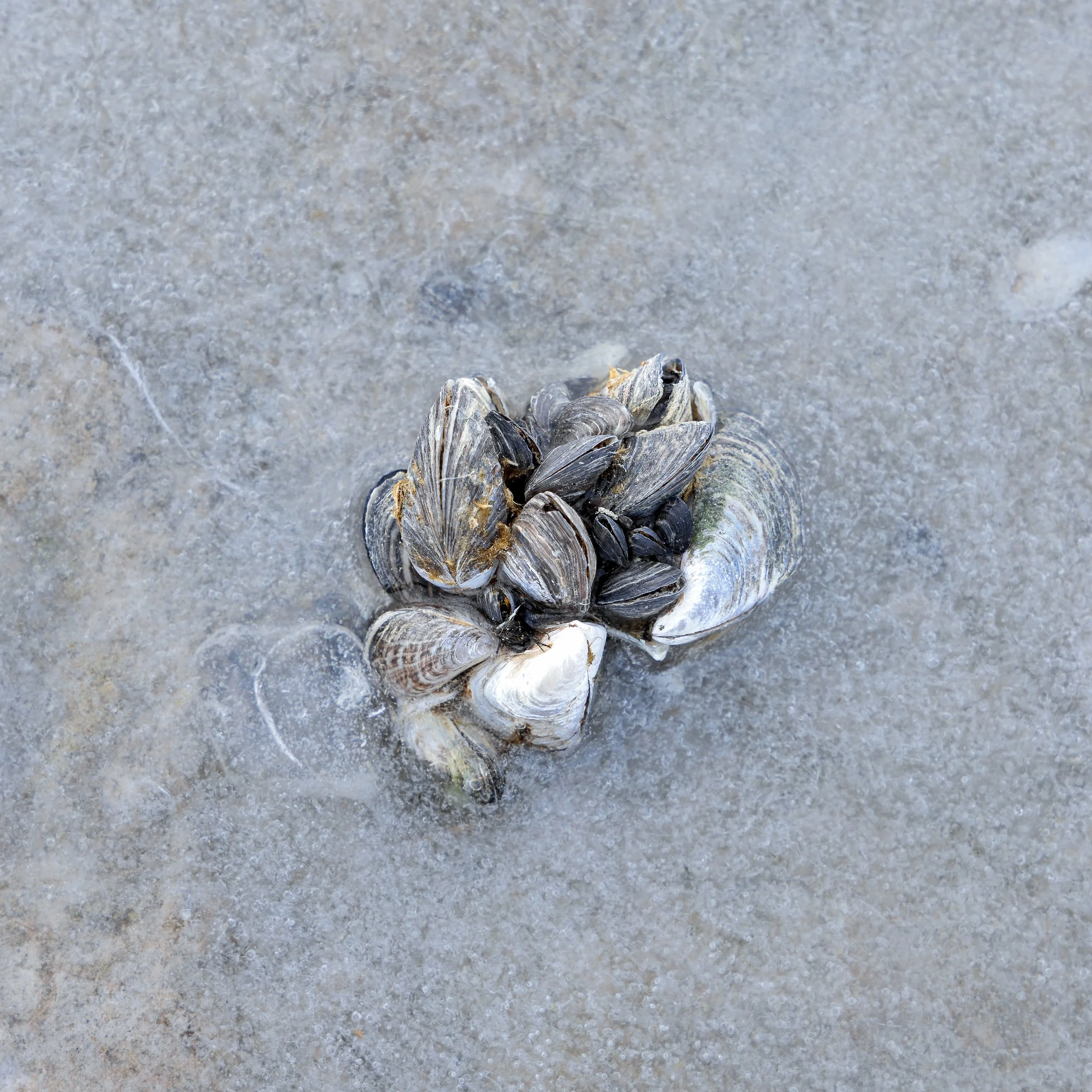 Clam shells and black shells arranged on wet sand.
