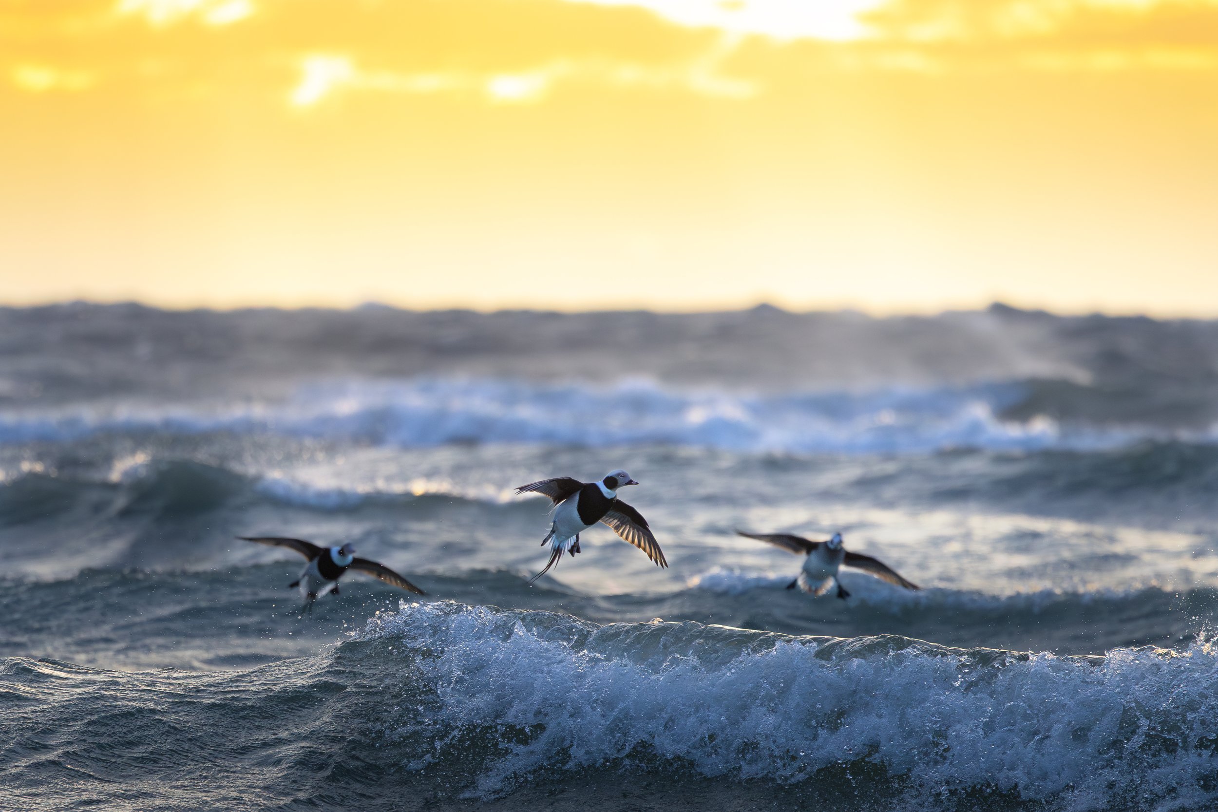 Long tailed ducks flying over waves at sunrise on Lake Ontario