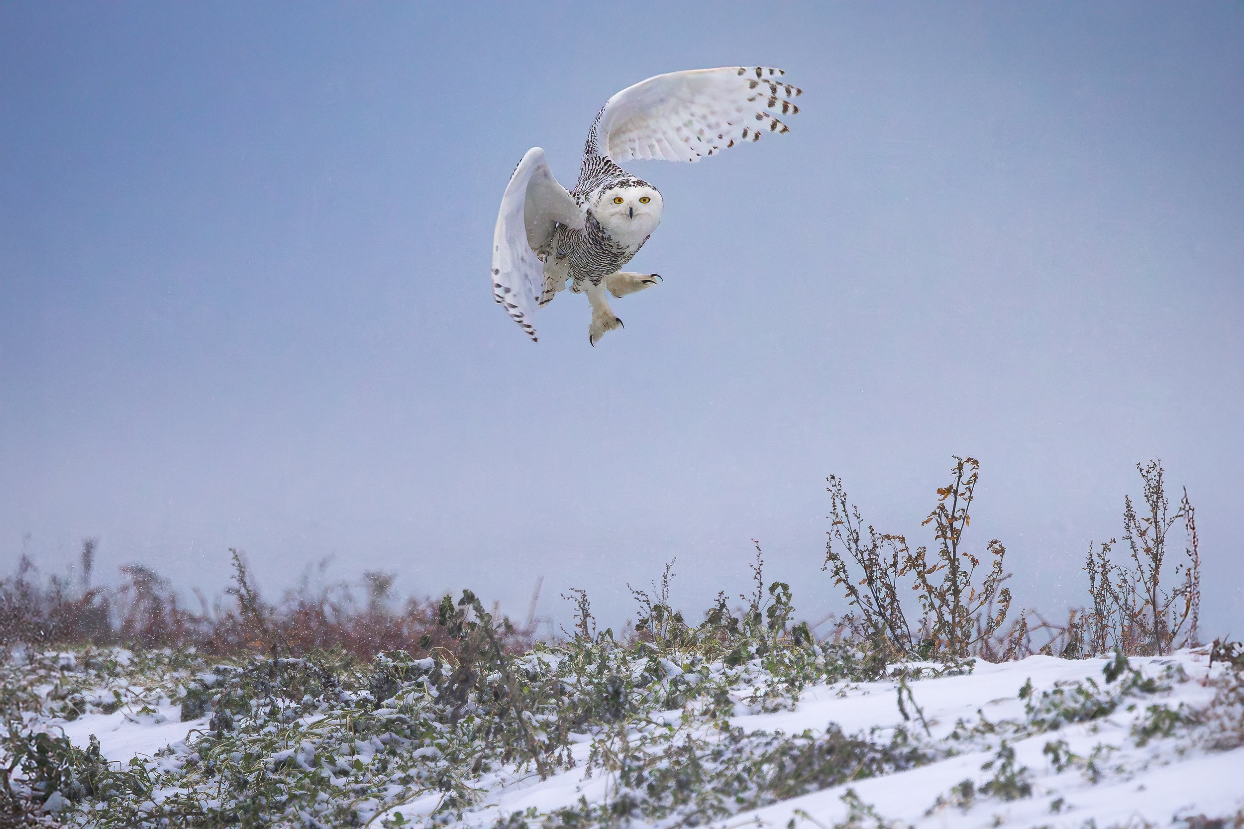 Snowy field with a snow owl flying through the sky.