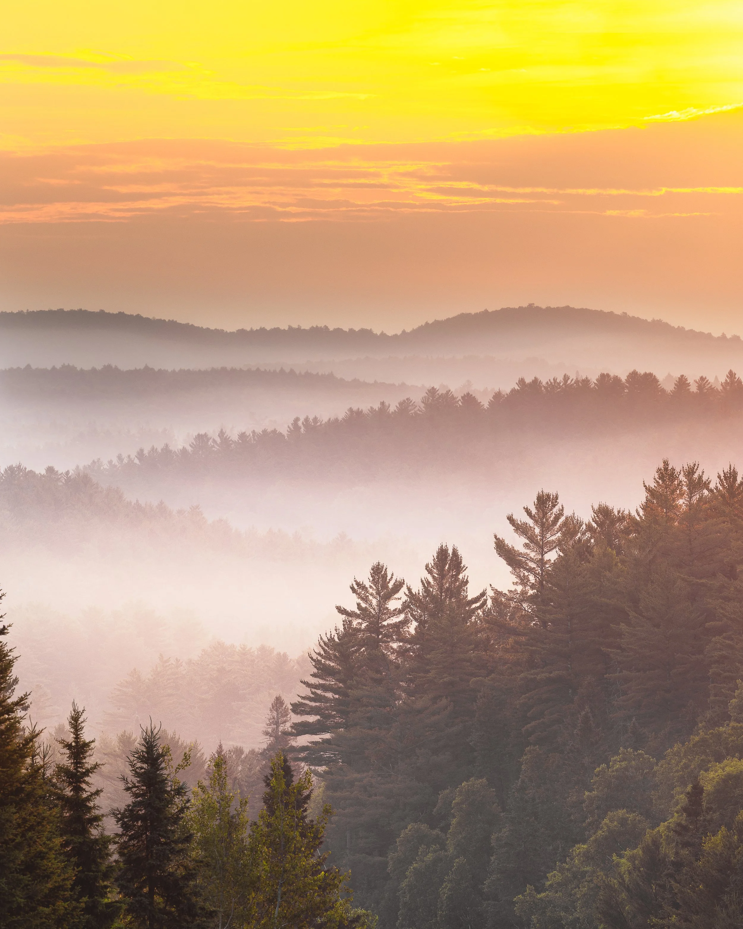 Sunrise over a misty forest with multiple layers of trees and rolling hills in Algonquin Provincial Park.