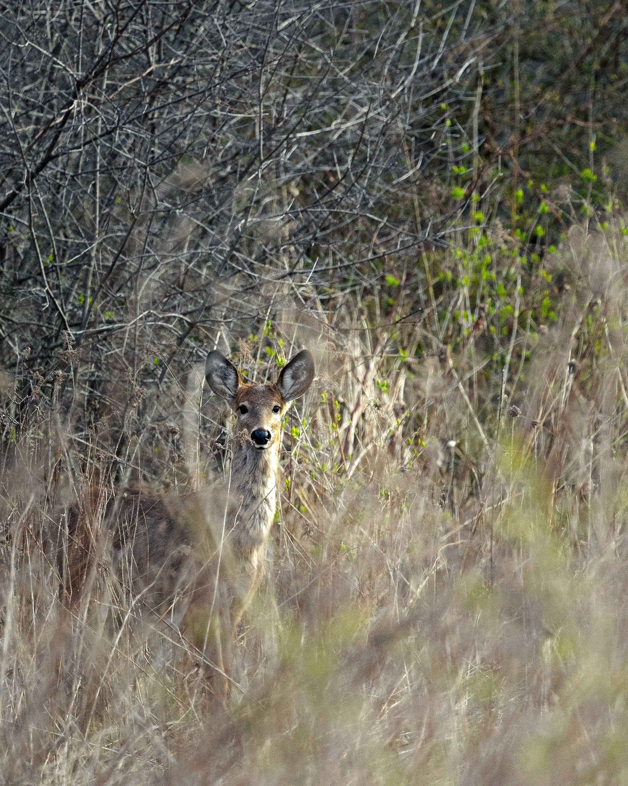 A deer standing amid tall grass and bushes, peering through in a natural forest setting.