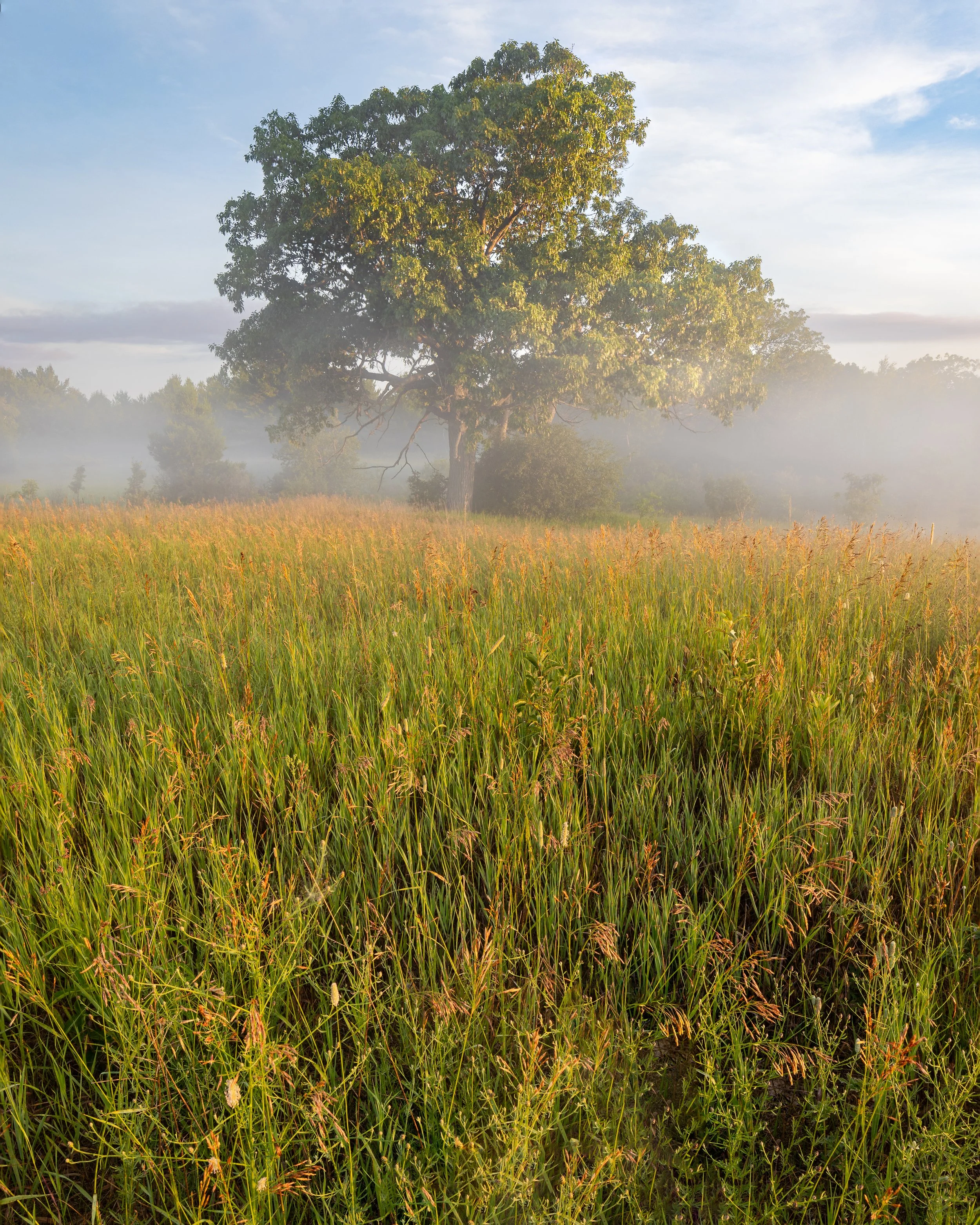 A field of tall grass with a large tree in the background and fog at sunrise or sunset.