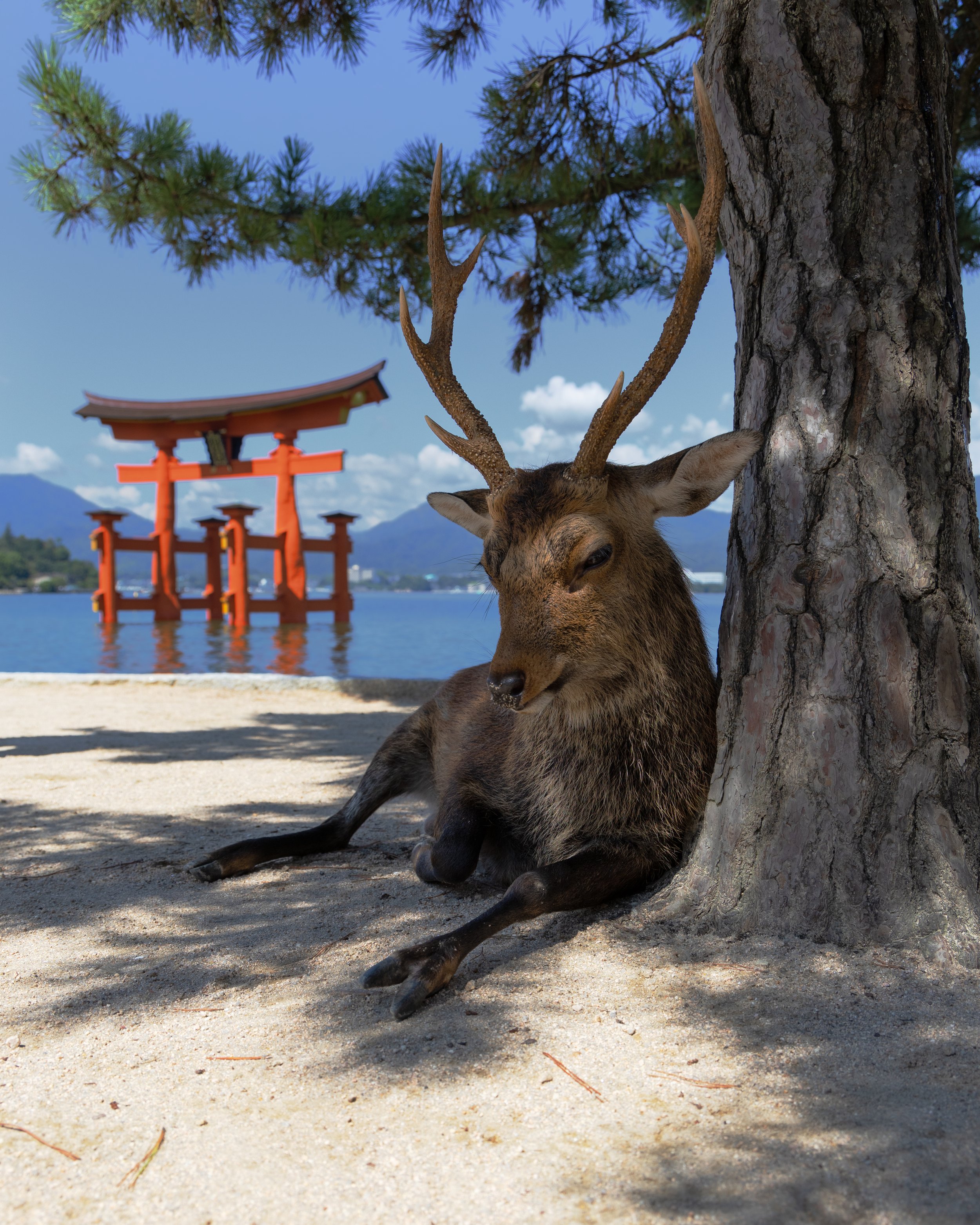 Deer resting under a tree near a lake with a torii gate in the background.