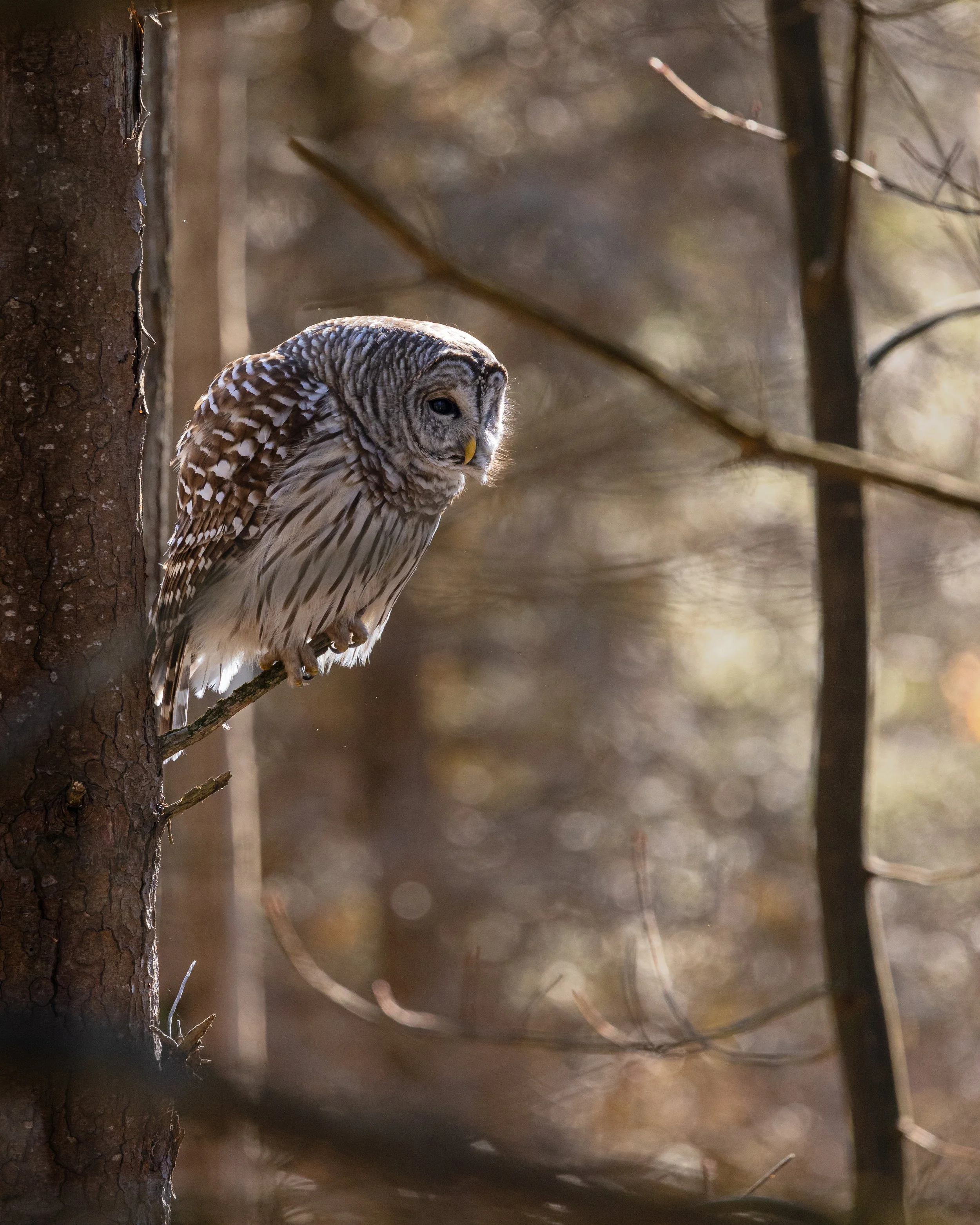 A barred owl perched sideways on a tree branch in a forest setting with blurred trees and sunlight in the background.