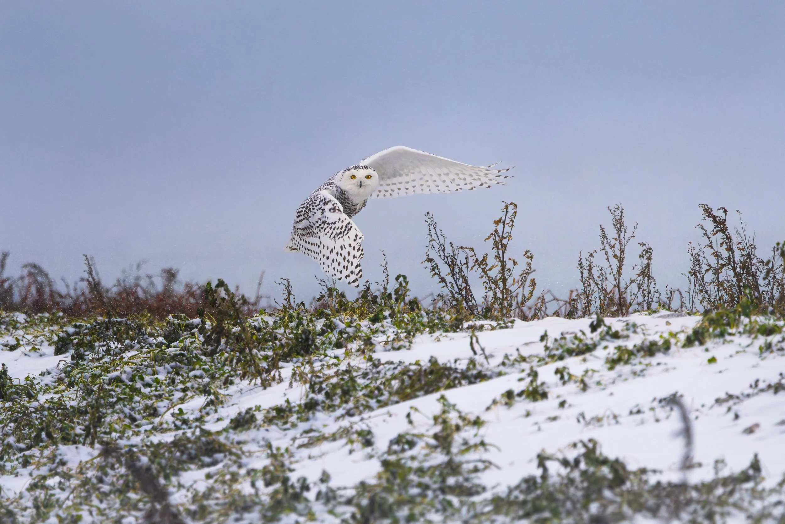 A snowy landscape with a snowy owl in mid-flight, wings spread, against a cloudy sky.