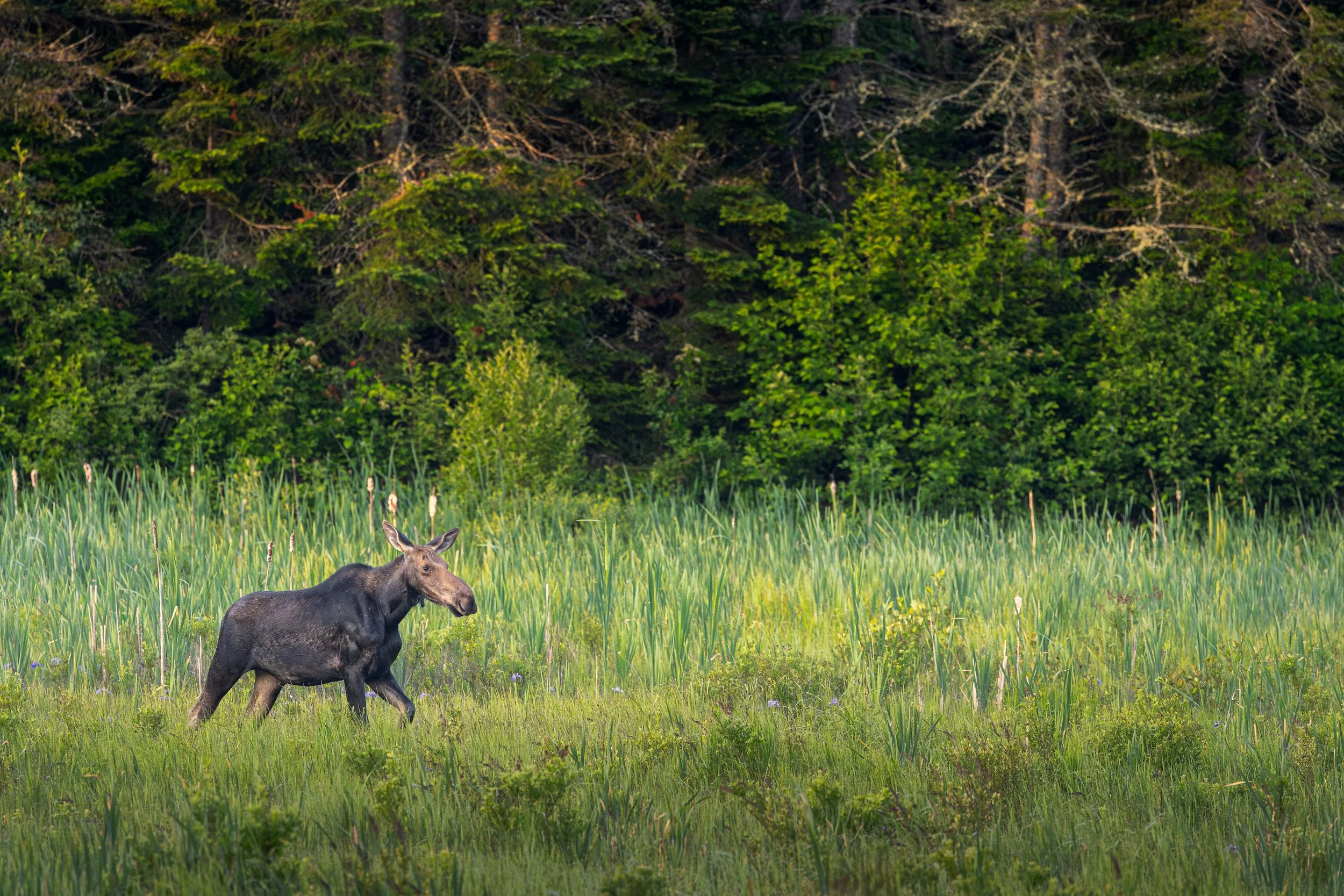 A moose walking through a grassy field with trees in the background.