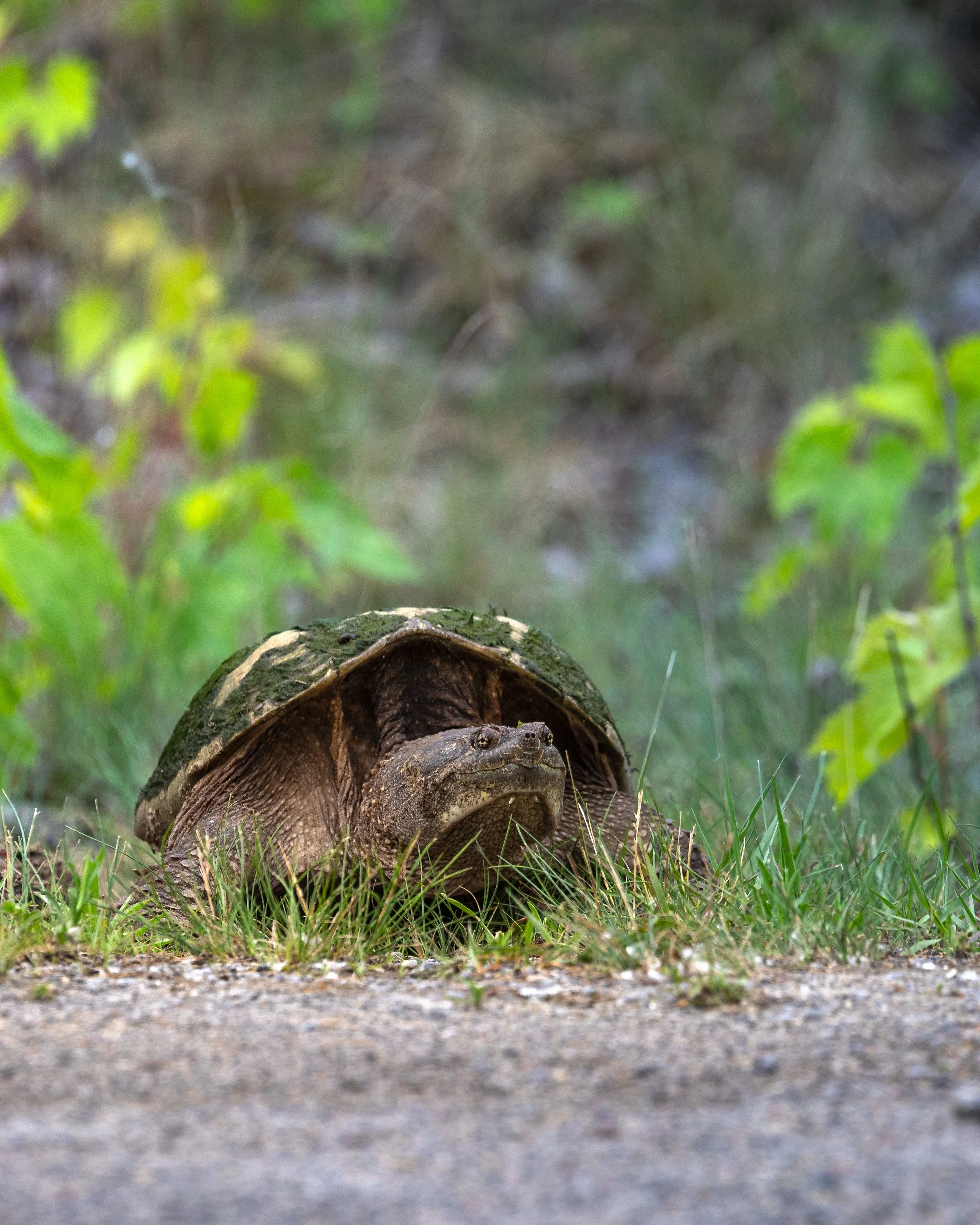 A tortoise on the ground in a grassy and leafy area.
