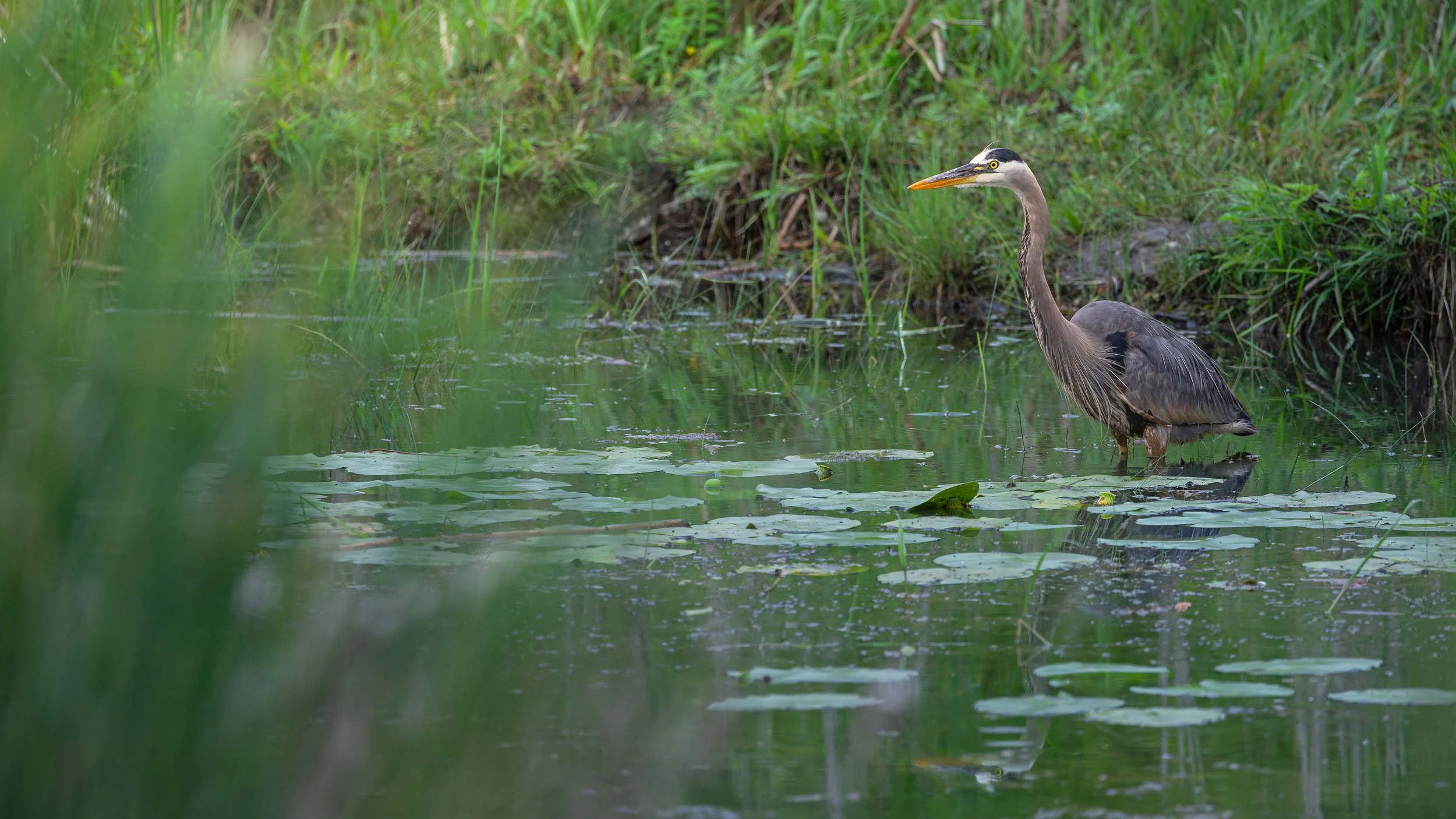 A heron standing in a pond with lily pads and green vegetation in the background.