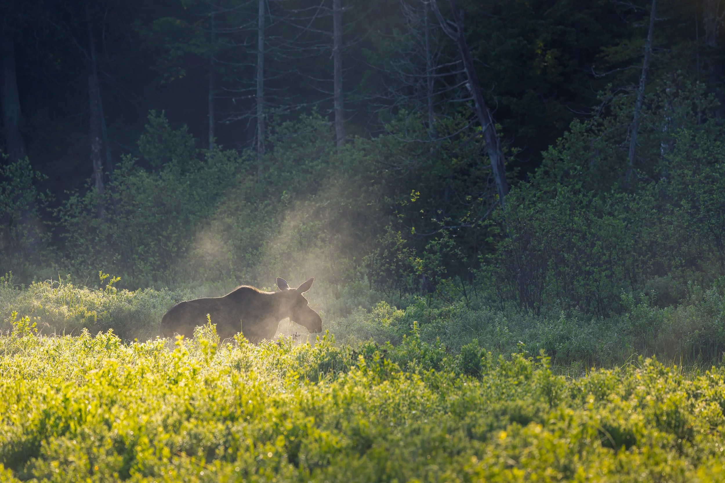 A moose standing in a grassy meadow during sunrise or sunset, with mist or dust in the air, and a dense forest in the background.