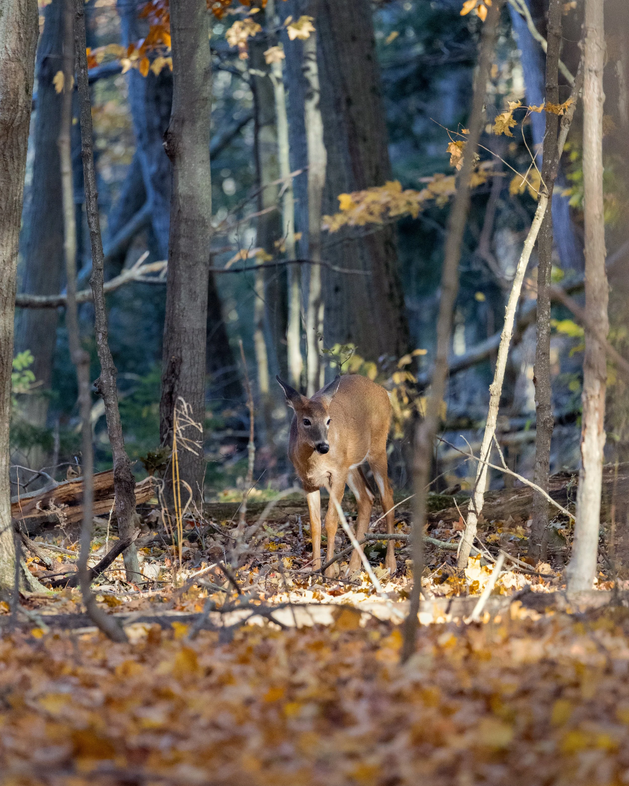 A young deer standing in a forest with trees and autumn leaves on the ground.
