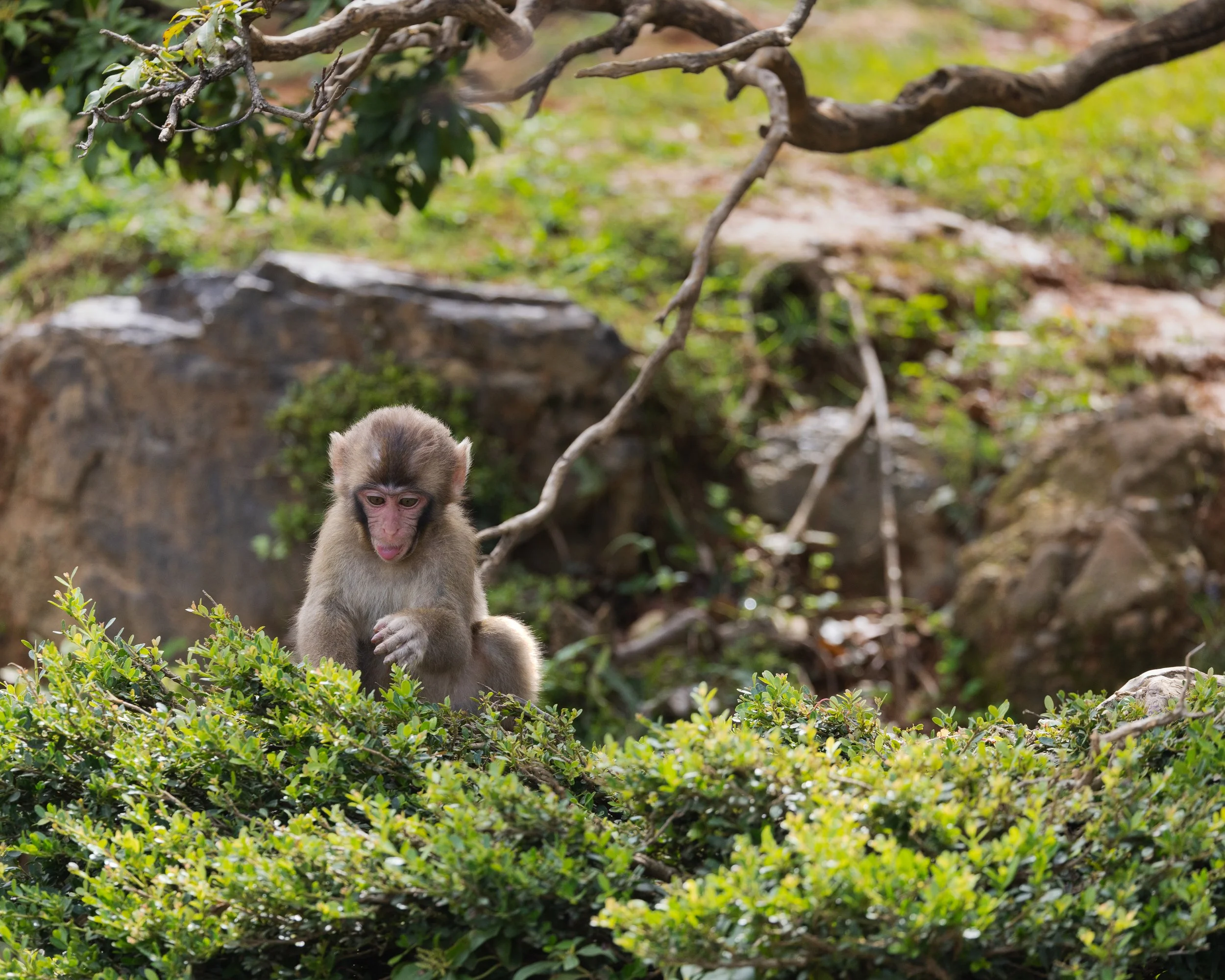 A young monkey sitting on green bushes in a forest, surrounded by rocks and tree branches.