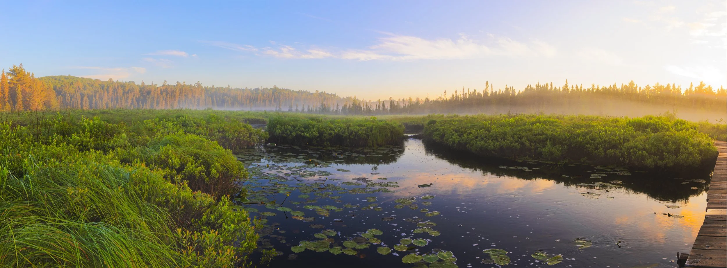 A scenic view of a wetland with lush green vegetation, a small waterway, and a wooden boardwalk on the right, with a forested background and a sunrise or sunset sky.