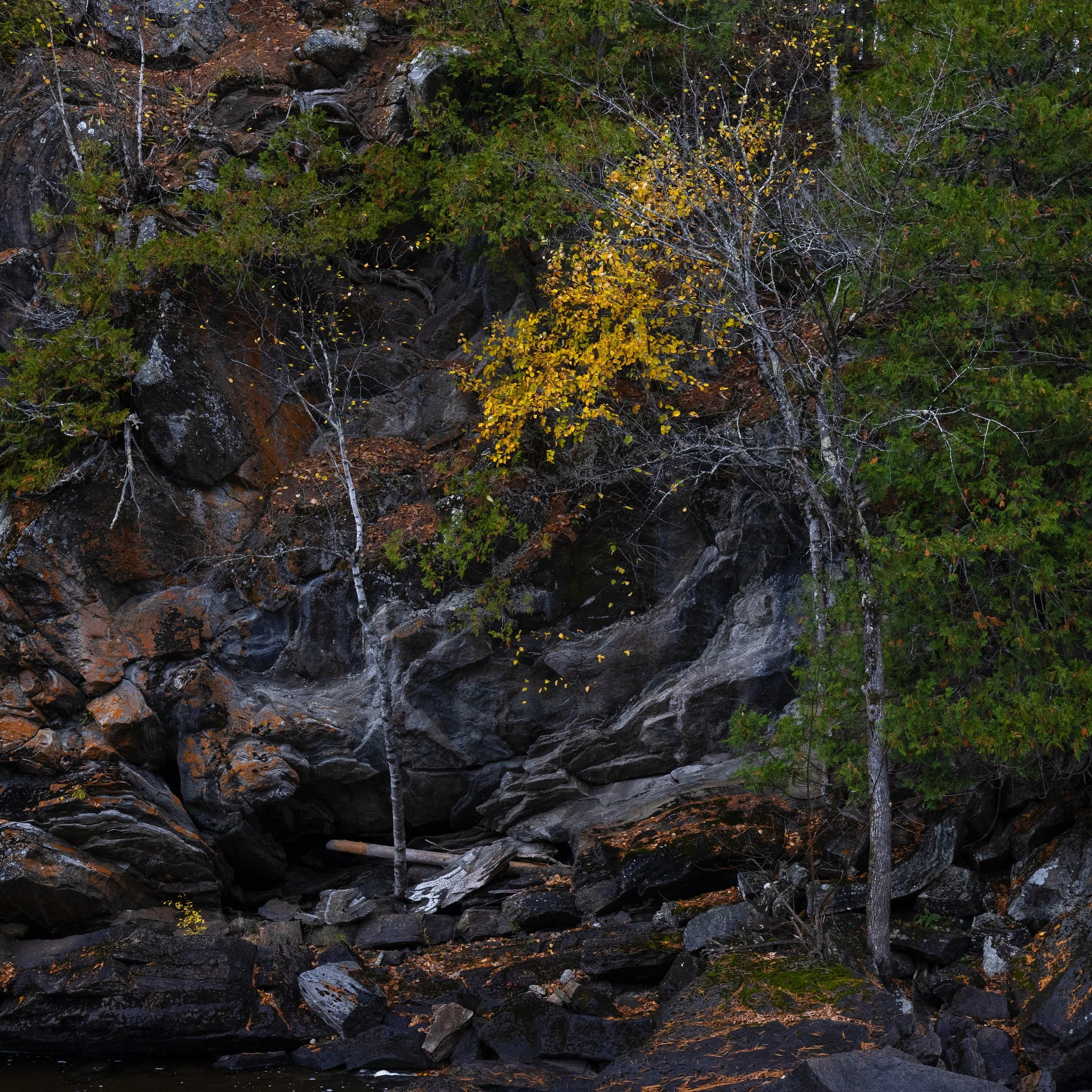 A rocky cliffside with trees and bushes, some leaves are yellow, and there are spider webs on the branches.
