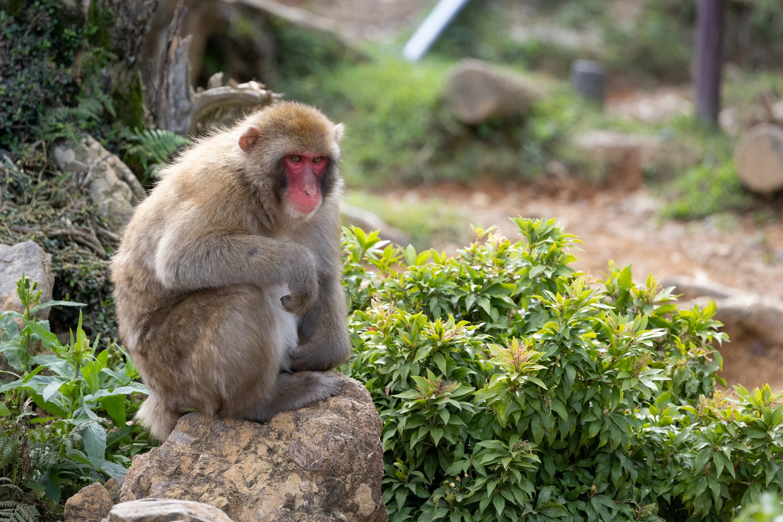 A Japanese macaque (snow monkey) sitting on a rock in a lush green environment with trees and bushes.