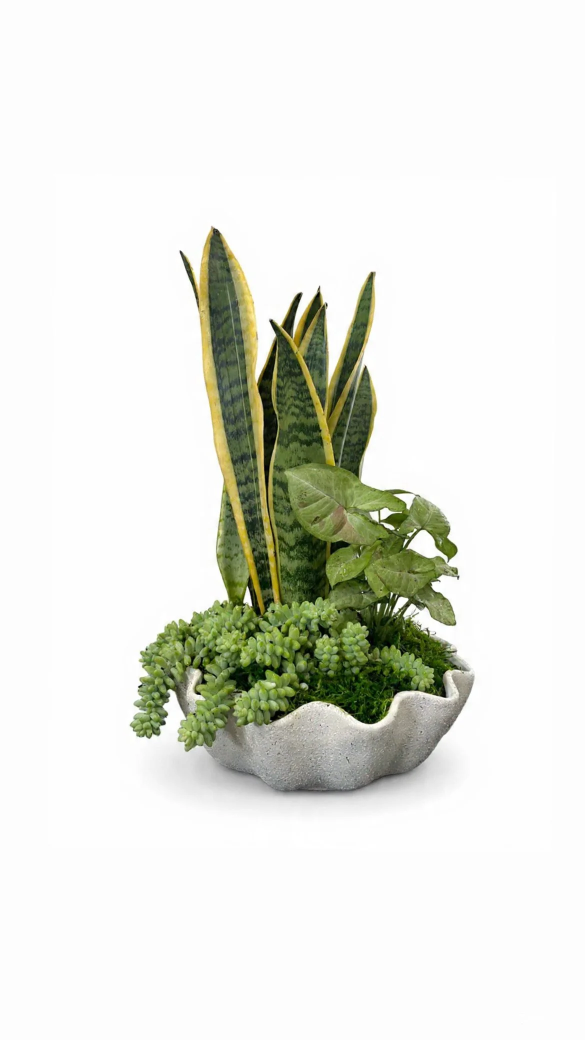 Living Plant Arrangement