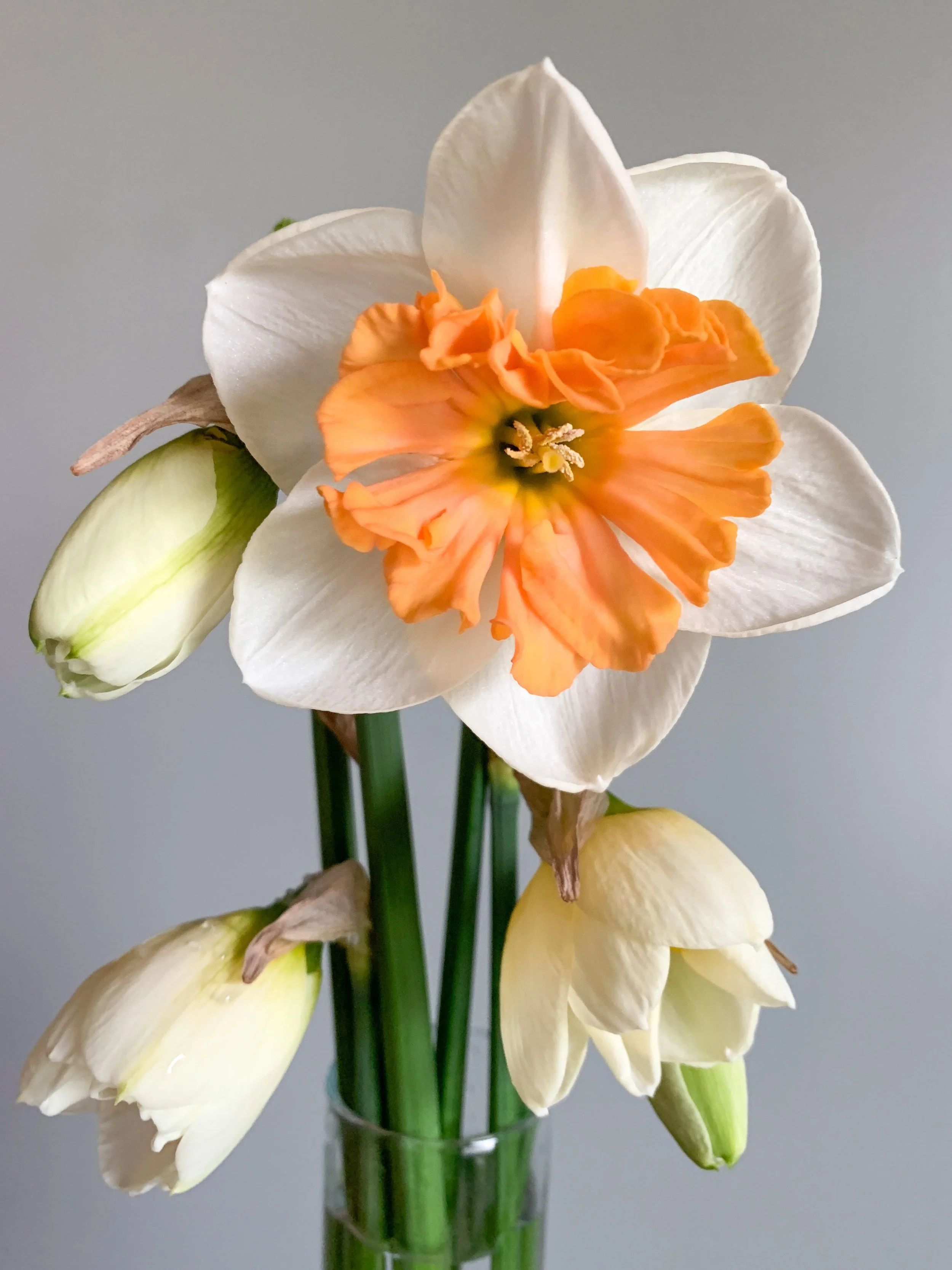 A bouquet of specialty white and orange daffodil flowers in a clear glass vase.