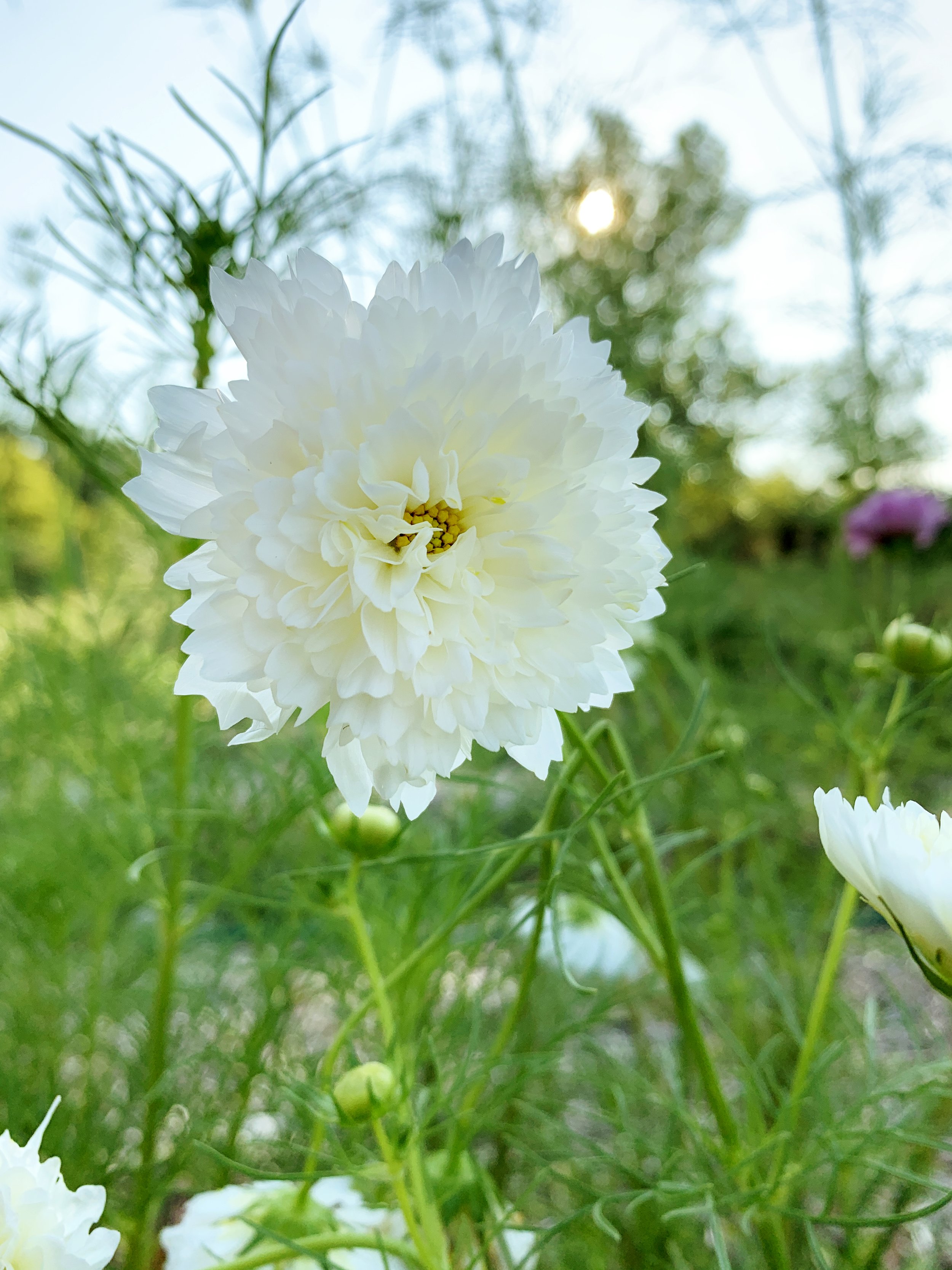 Close-up of a white flower blooming in a garden, with green foliage and a partly cloudy sky in the background.