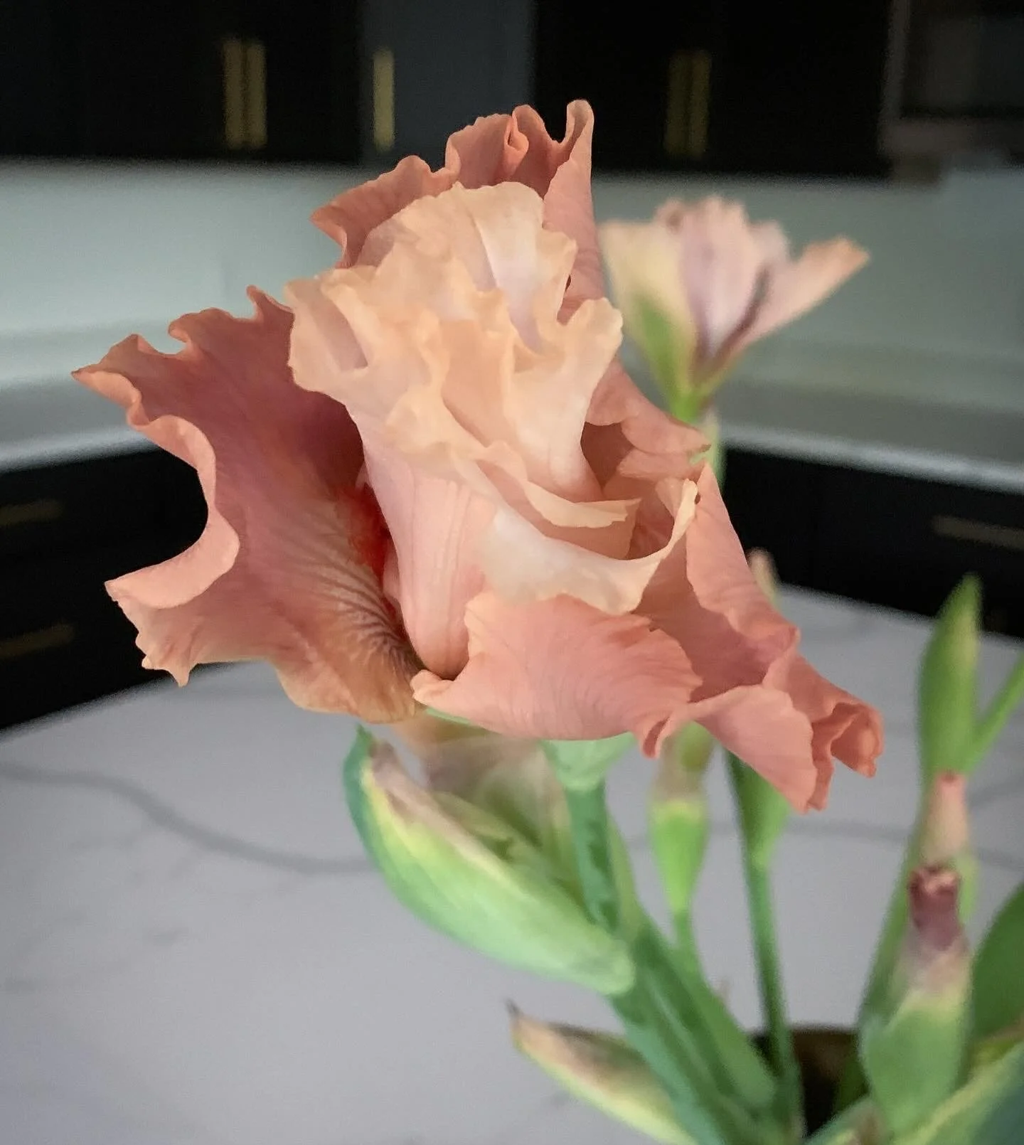 A close-up of a peach-colored iris flower in bloom, with another iris flower in the background.