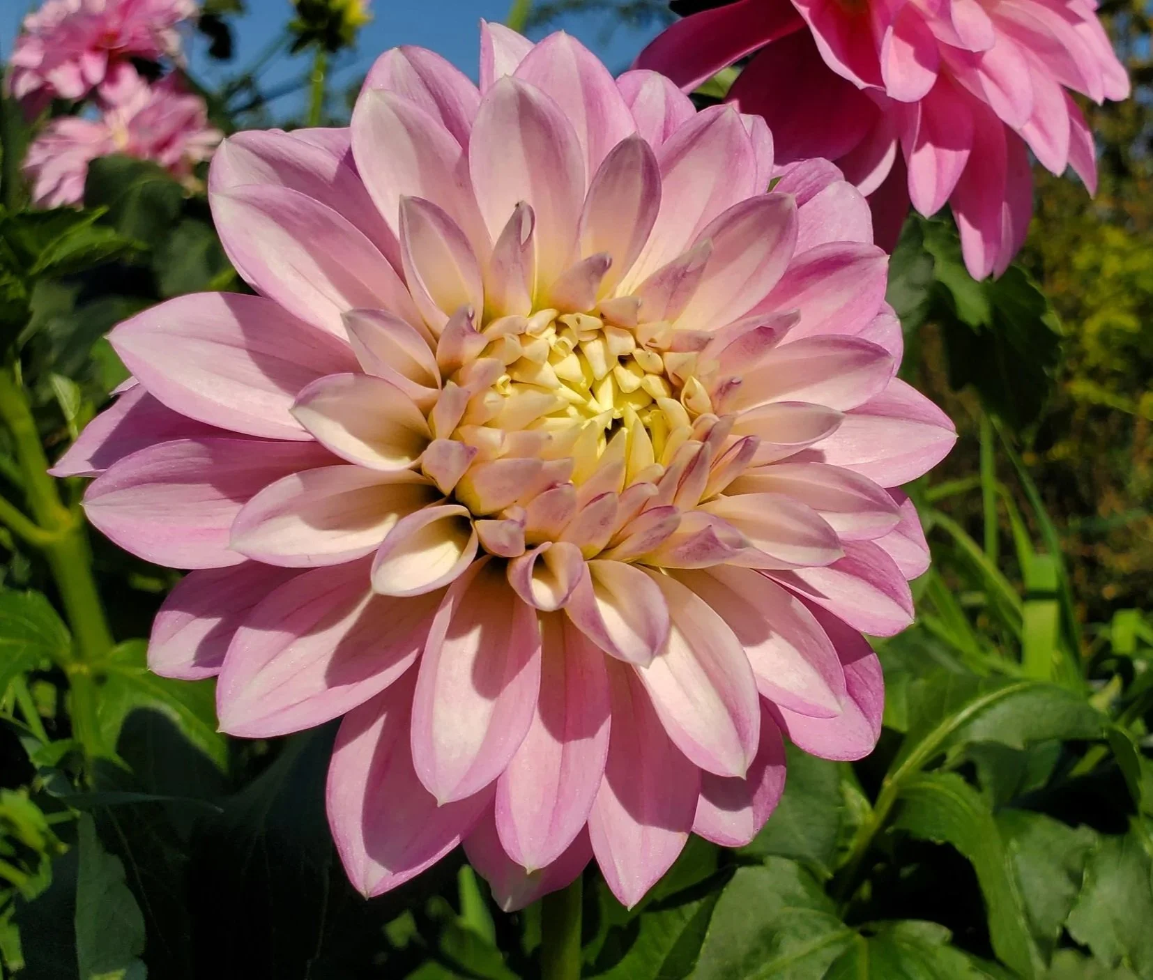 Pink dahlia flower in full bloom with green foliage background.