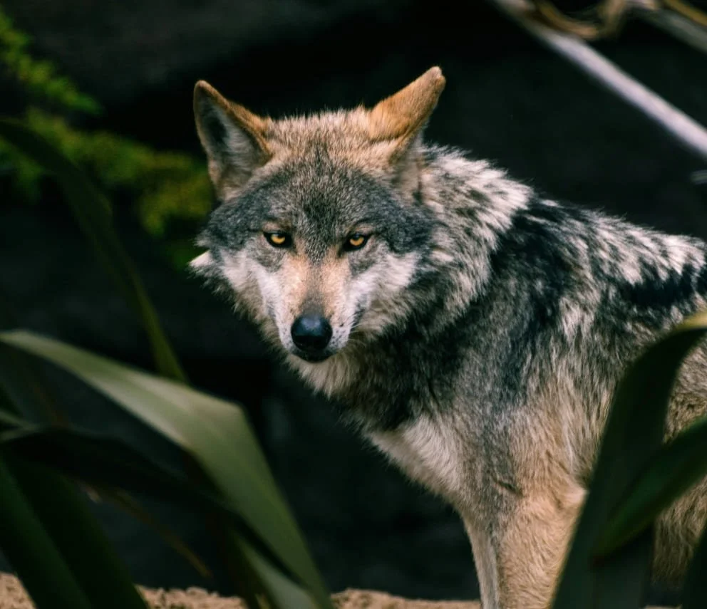 A lone wolf staring while standing in a green forest.