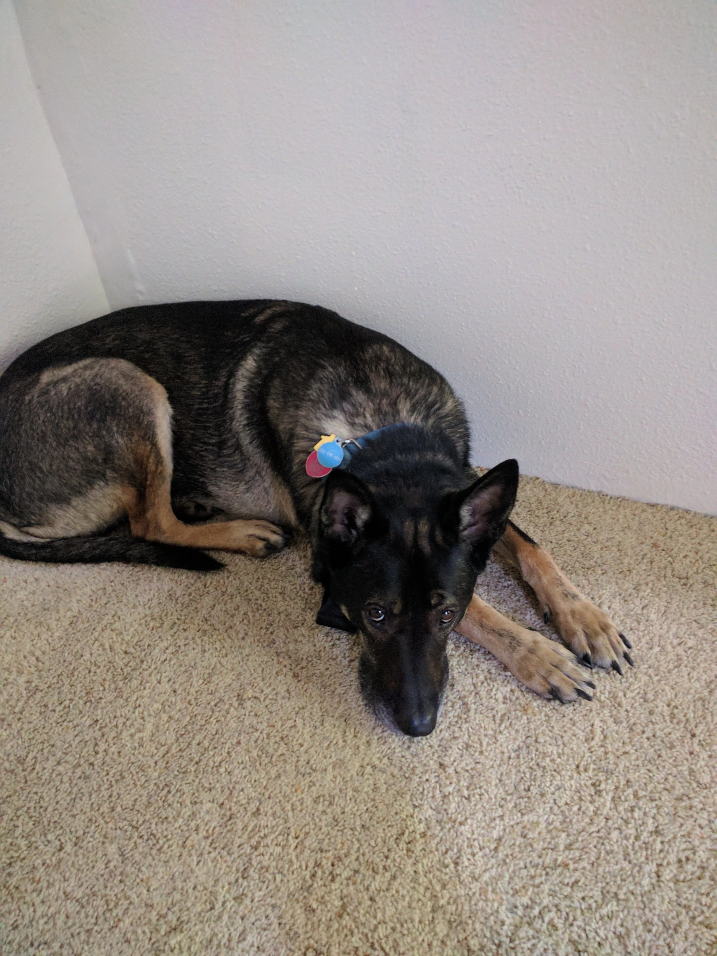 A black and brown dog lying on a beige carpet with its head resting on the floor, looking at the camera.