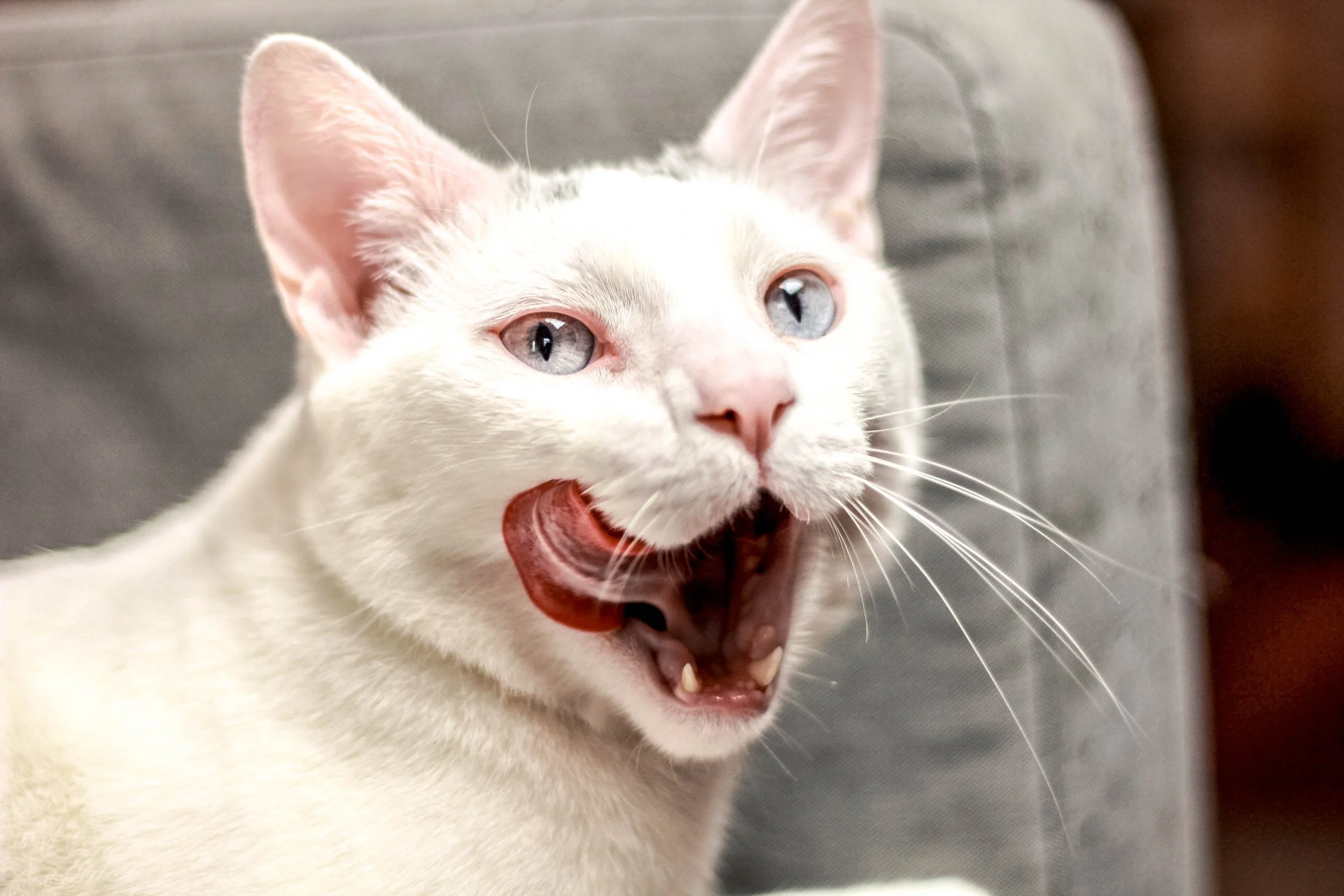A white cat with blue eyes yawning while sitting on a gray chair.