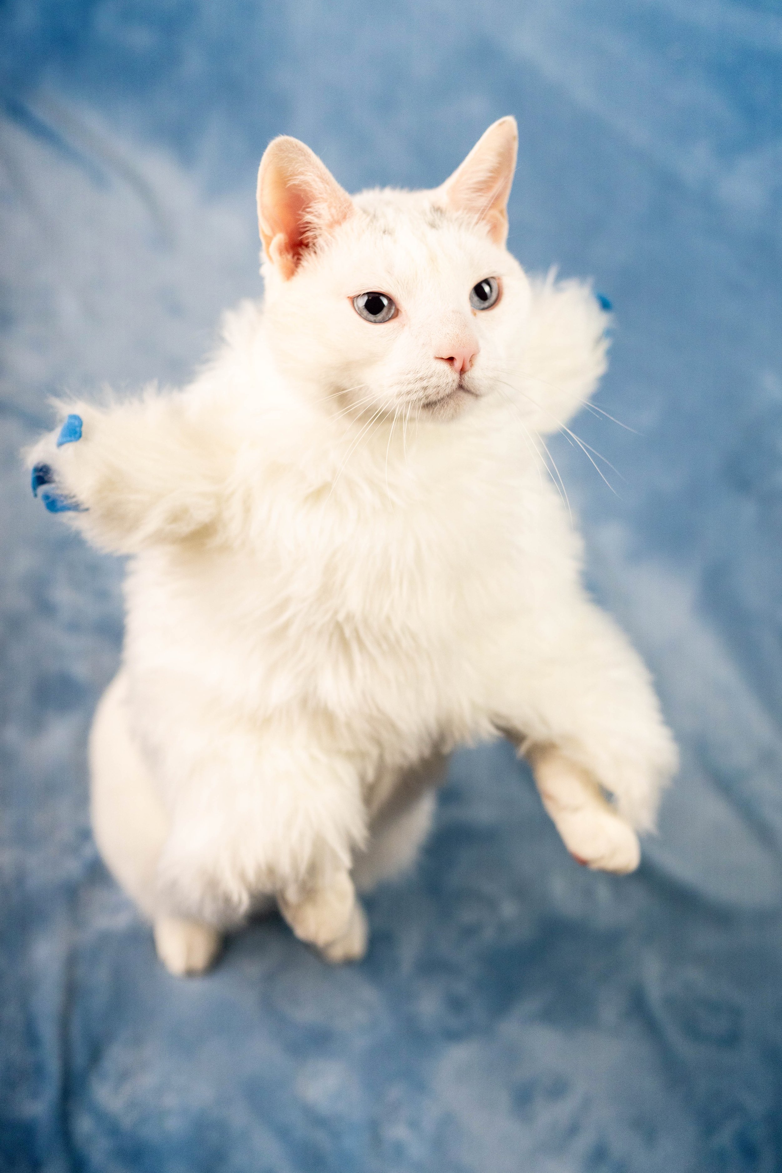 A white cat with piercing blue eyes and pink nose sitting on a blue fabric surface.
