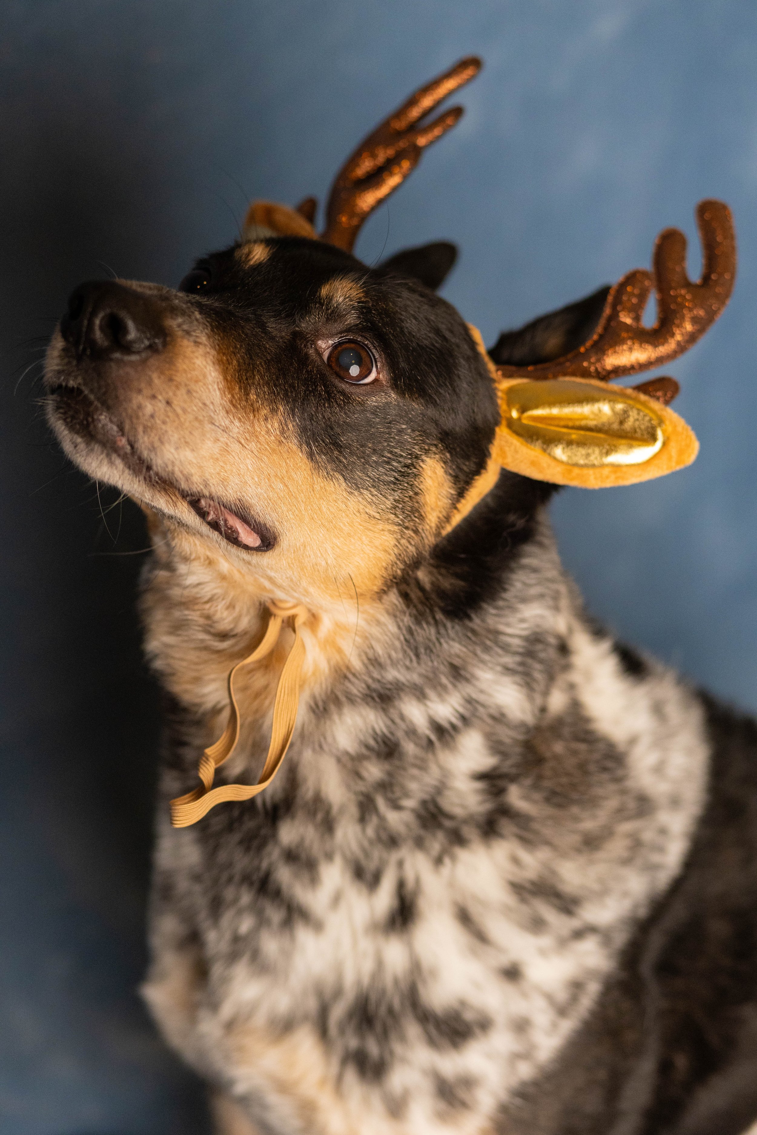 A dog wearing reindeer antlers and a festive collar.