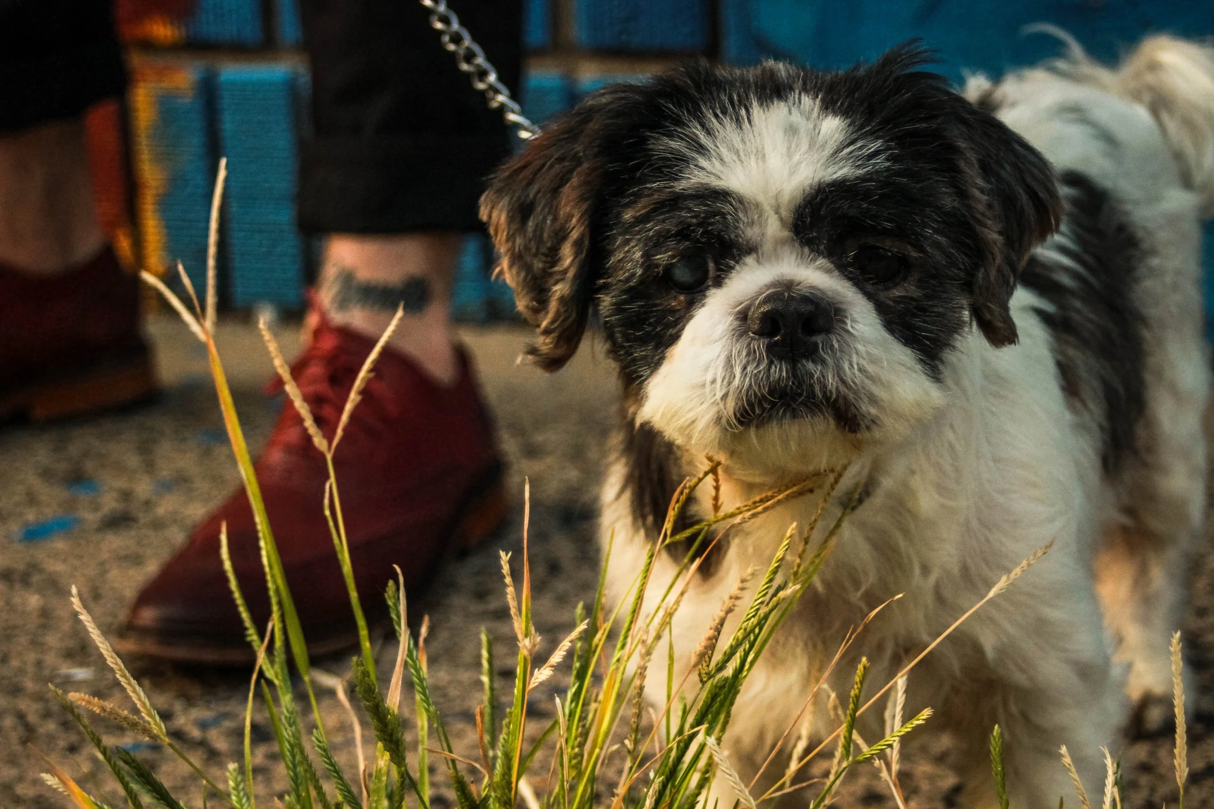 Close-up of a small black and white dog with long fur, standing among grass and weeds, with a person's leg and foot in red shoes blurred in the background.