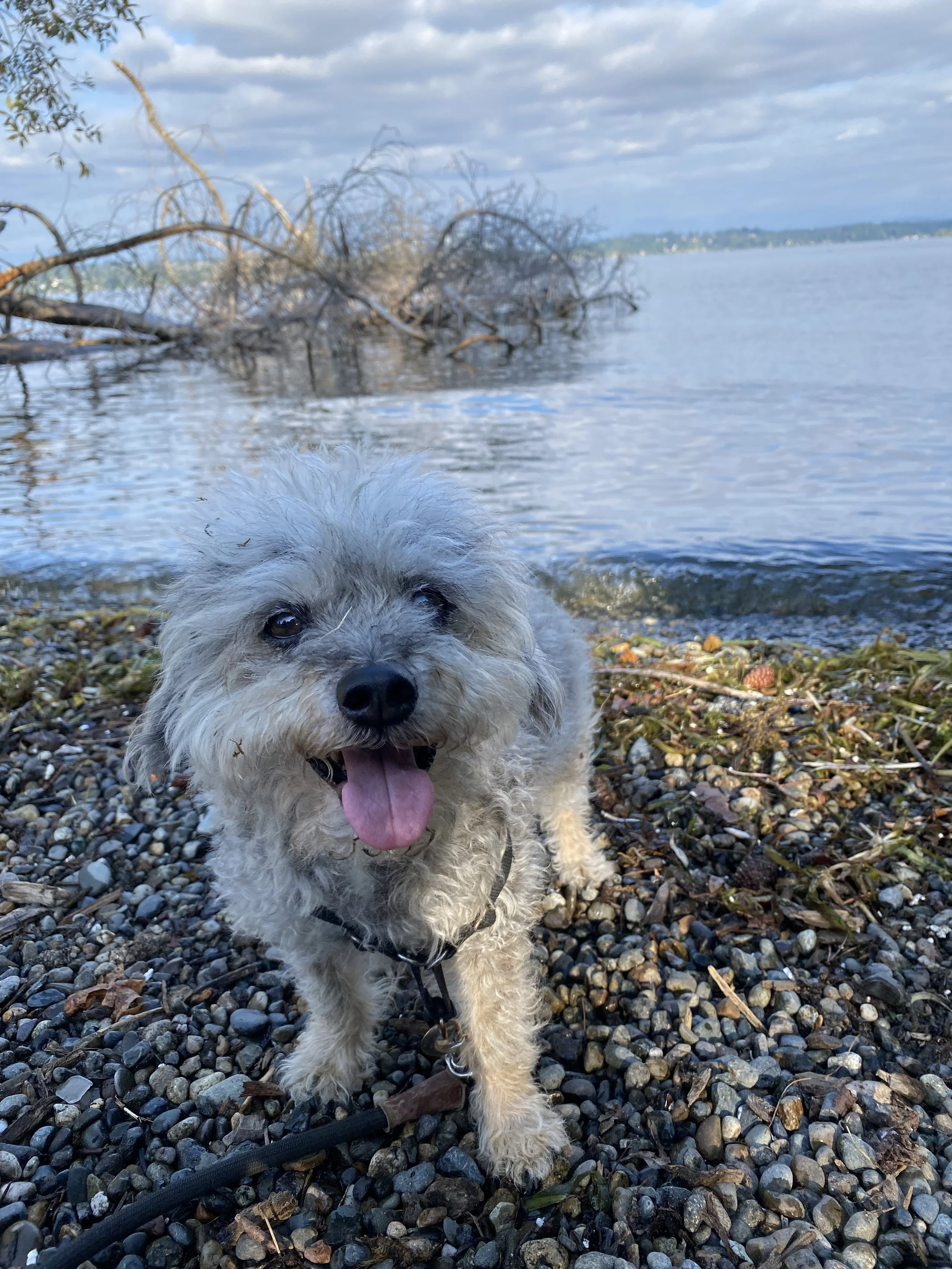 Treat Your Nervous System Like A Beloved Pet