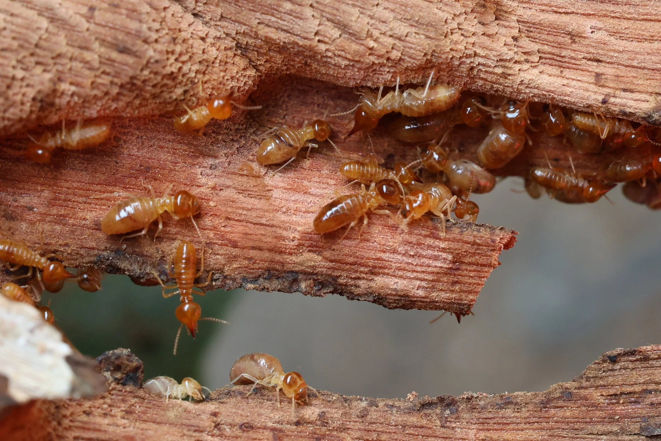 Termites inside a decayed piece of wood.
