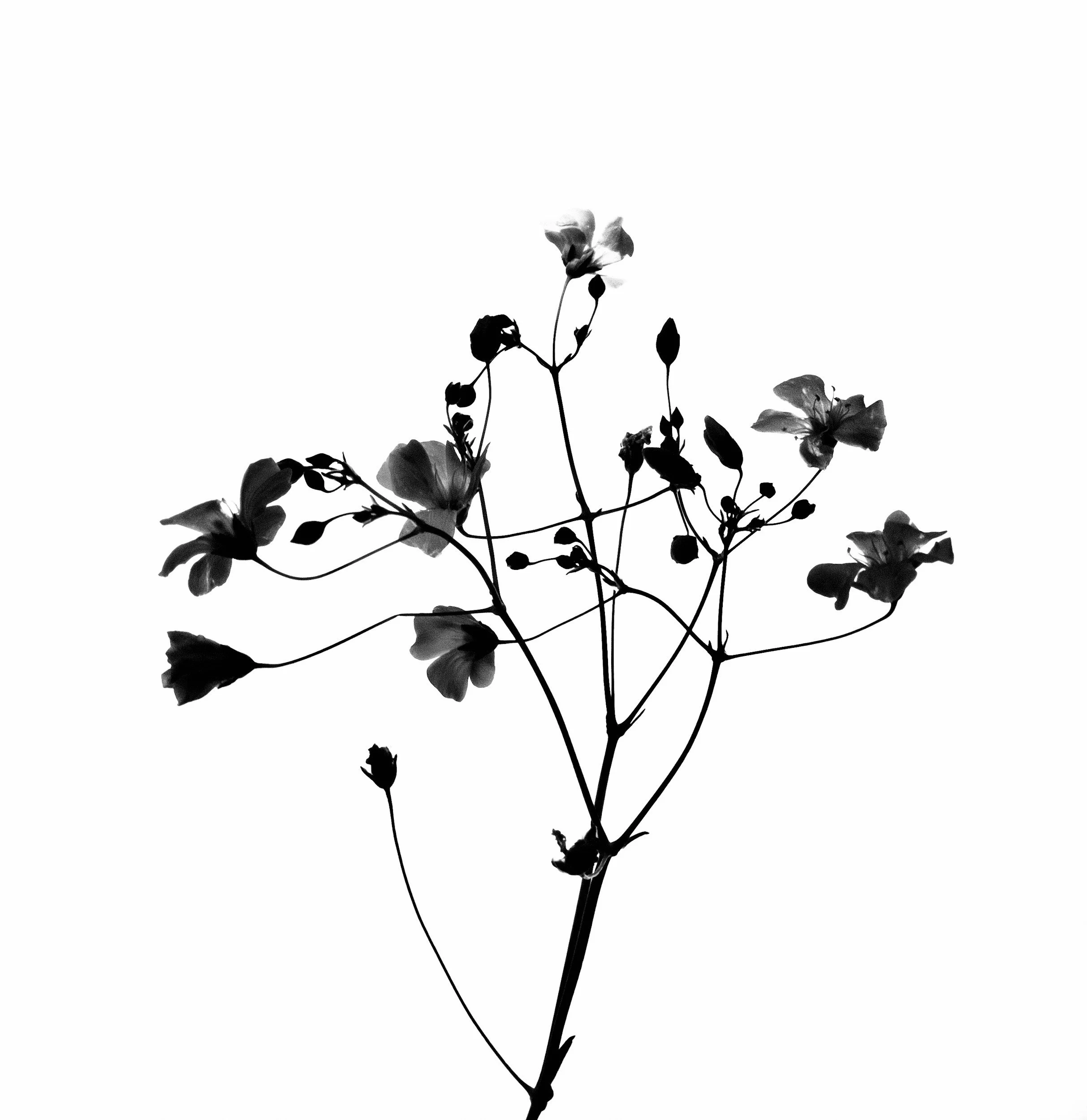 Black and white silhouette of a flower with multiple petals and buds on a stem.