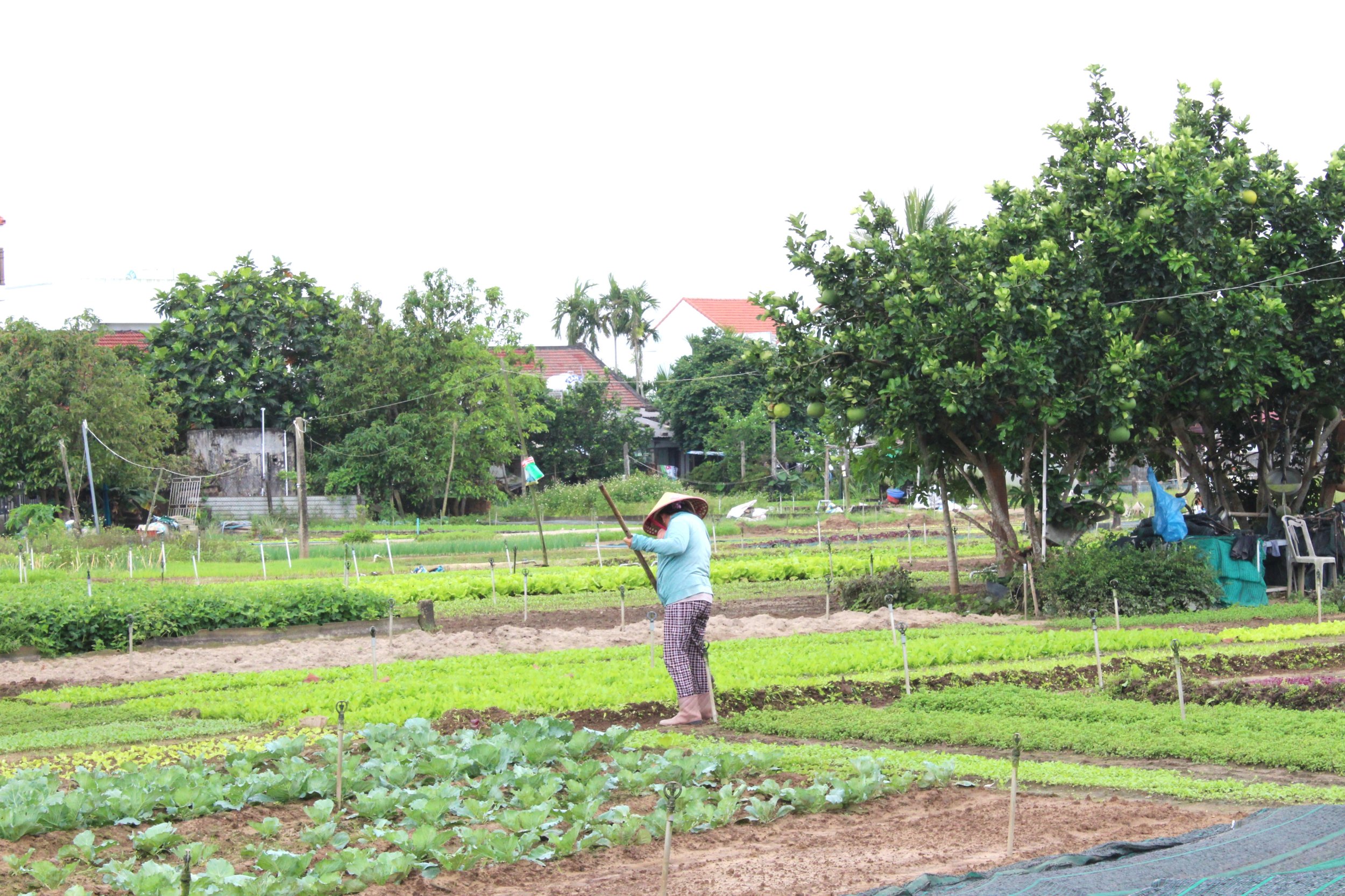 Tra Que Veg Village (5).JPG