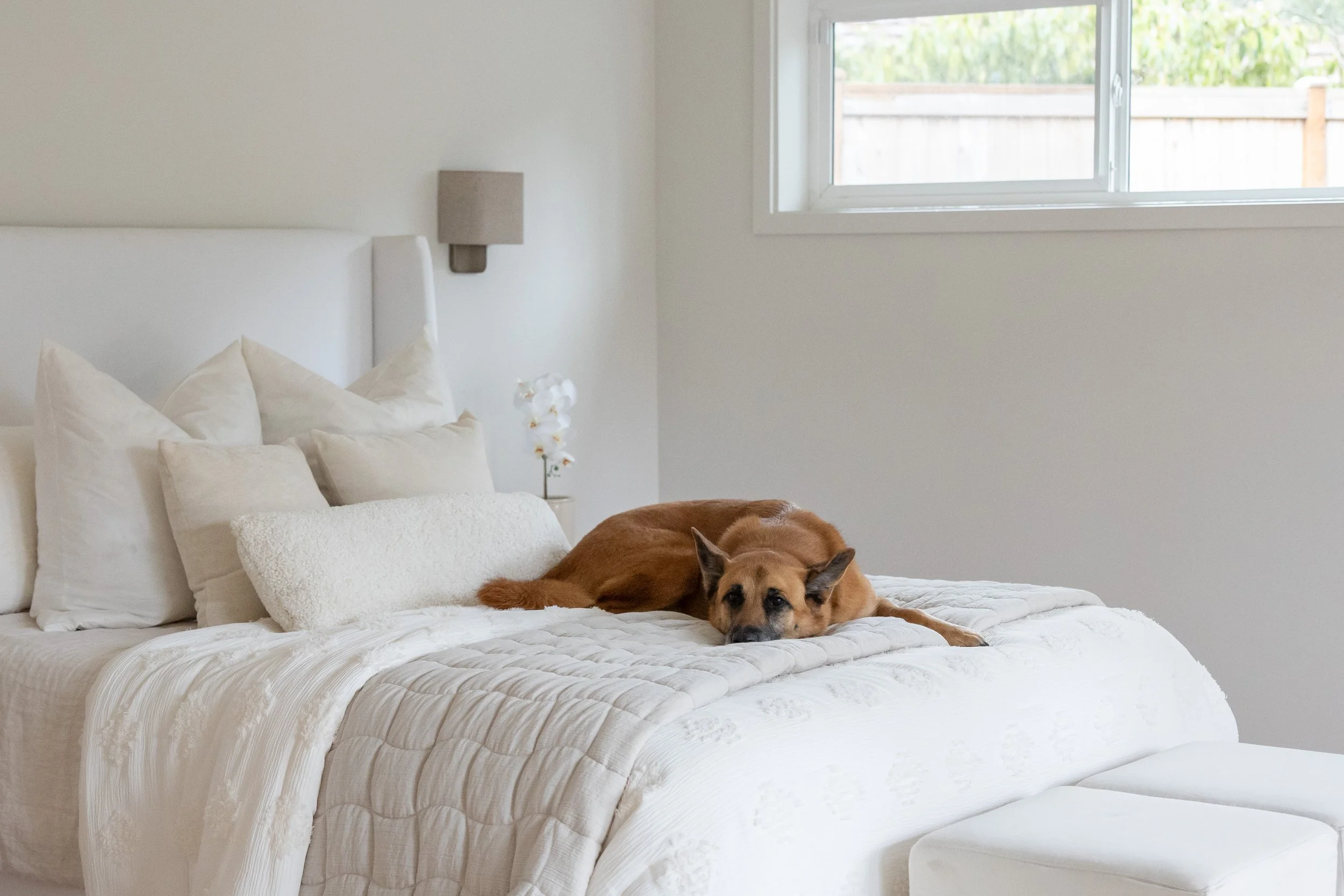 Guest bedroom corner with calm, neutral palette and family dog.