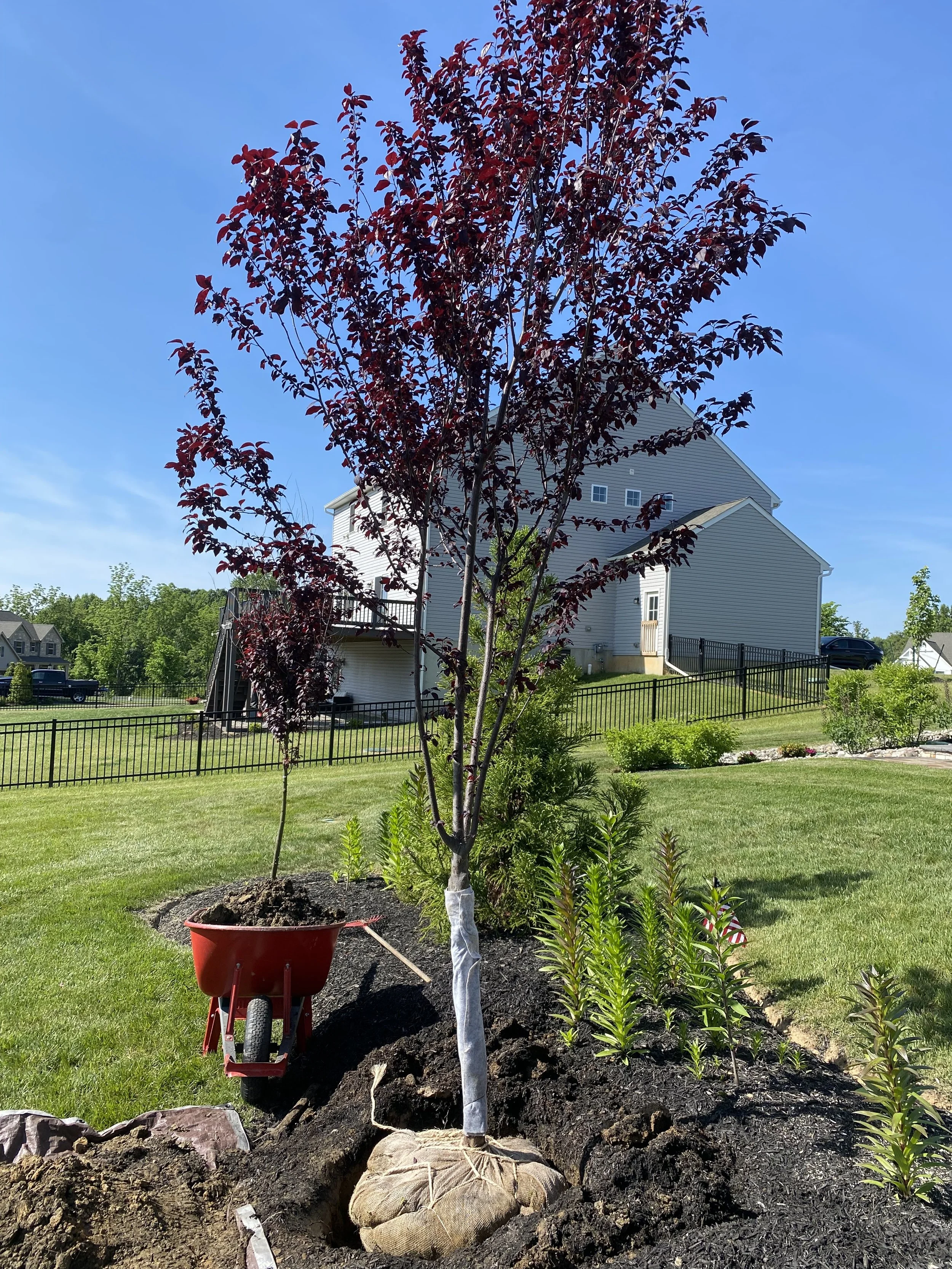 Young red-leafed tree planted in a garden bed with dark soil, supported by a burlap-wrapped root ball. A red wheelbarrow is nearby. The garden is in a backyard with green grass, bushes, a black metal fence, and a house with a grey exterior and white 