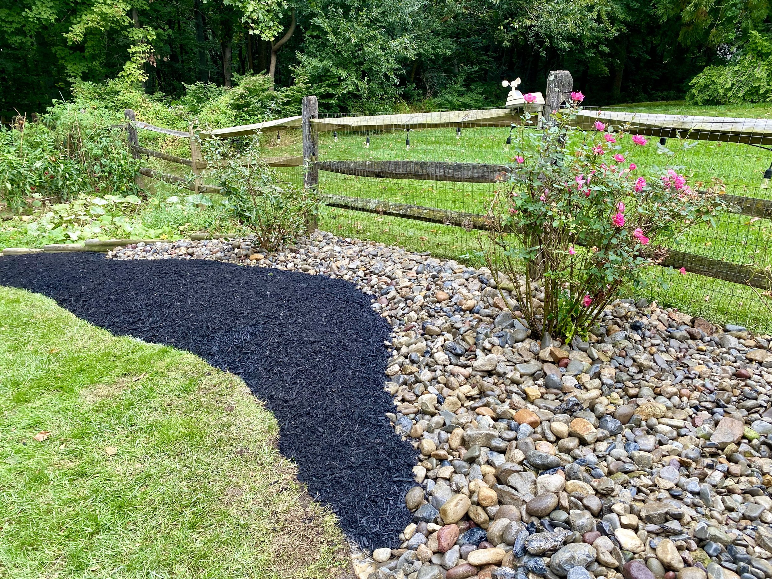 A landscaped garden with a black mulch pathway, rose bushes, a wooden fence, and a grassy field with a windmill decoration, surrounded by green trees.
