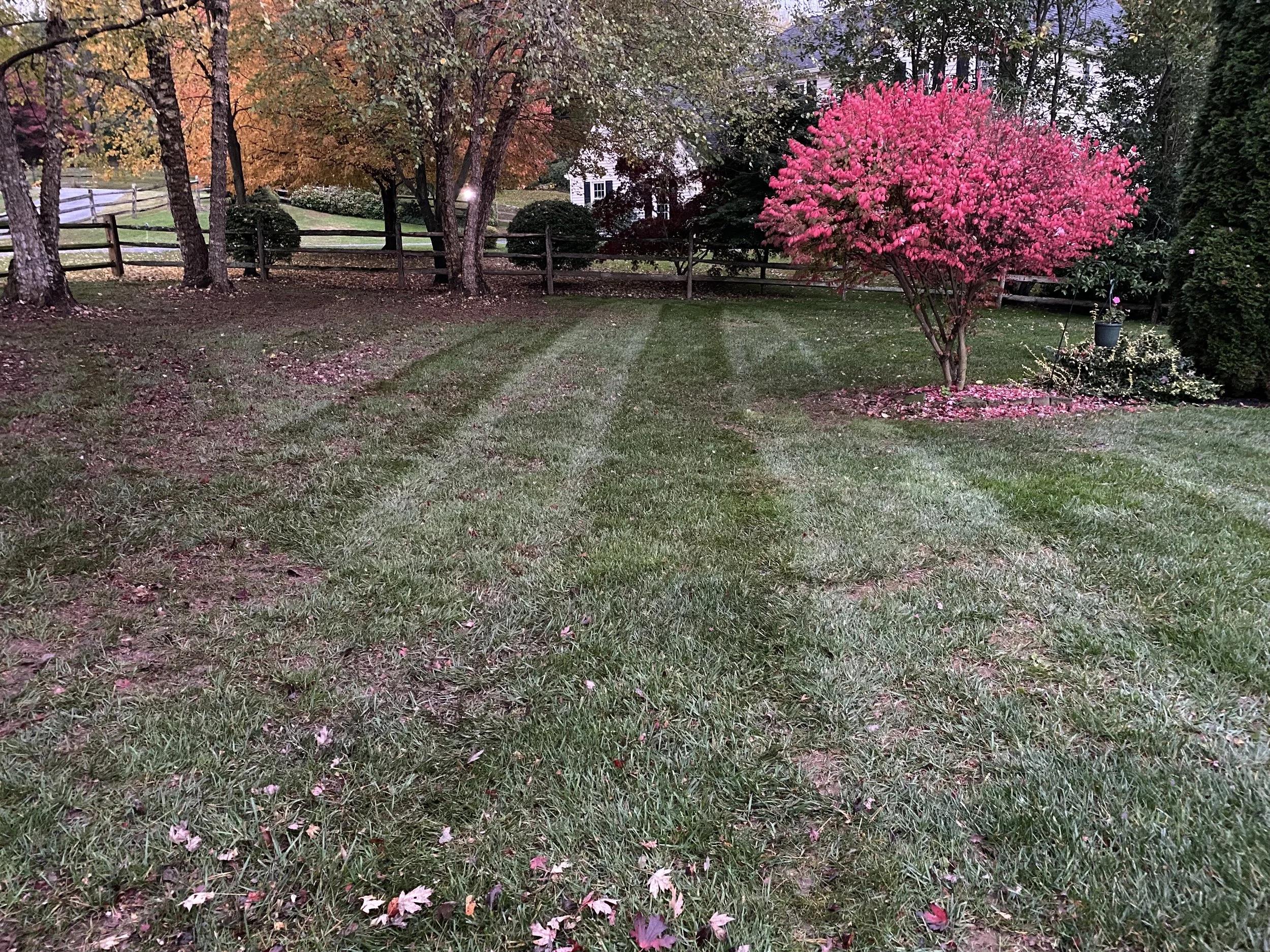 A grassy backyard with a pink flowering tree, trees with fall foliage, and a wooden fence in the background.