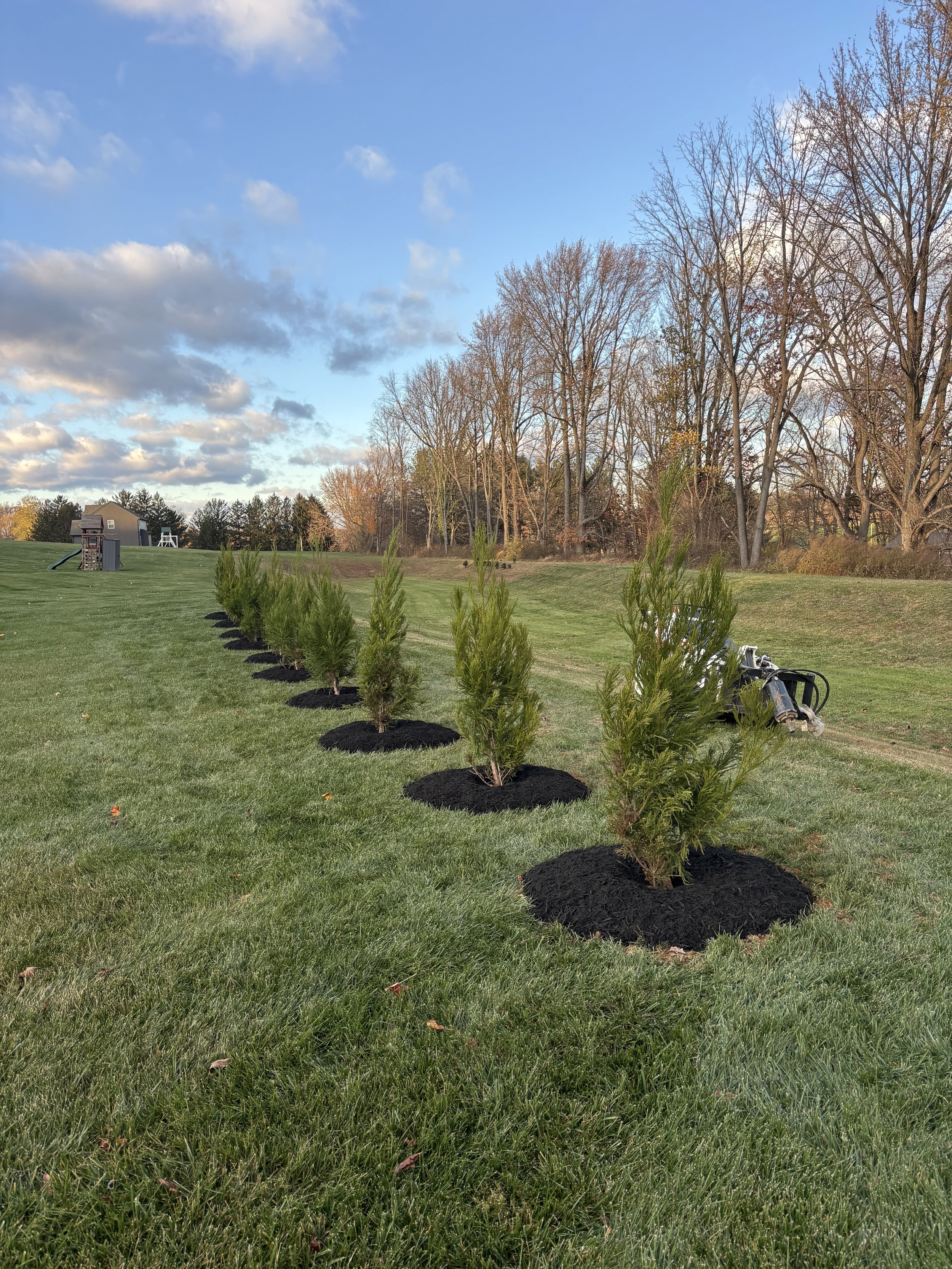 Young evergreen trees planted in a row on a grassy field with a playground structure and leafless trees in the background, under a partly cloudy sky in the late afternoon.