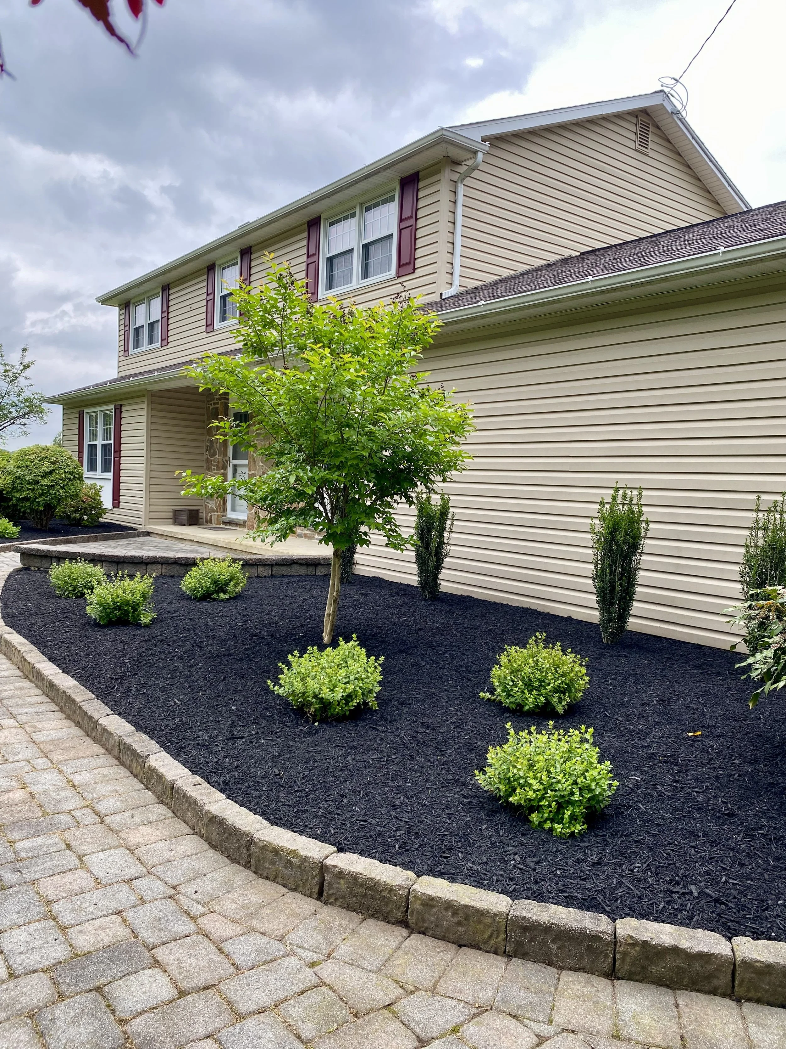 A house with beige siding and purple shutters, with a front yard landscaped with black mulch, small bushes, and a young tree, and a brick walkway in front.