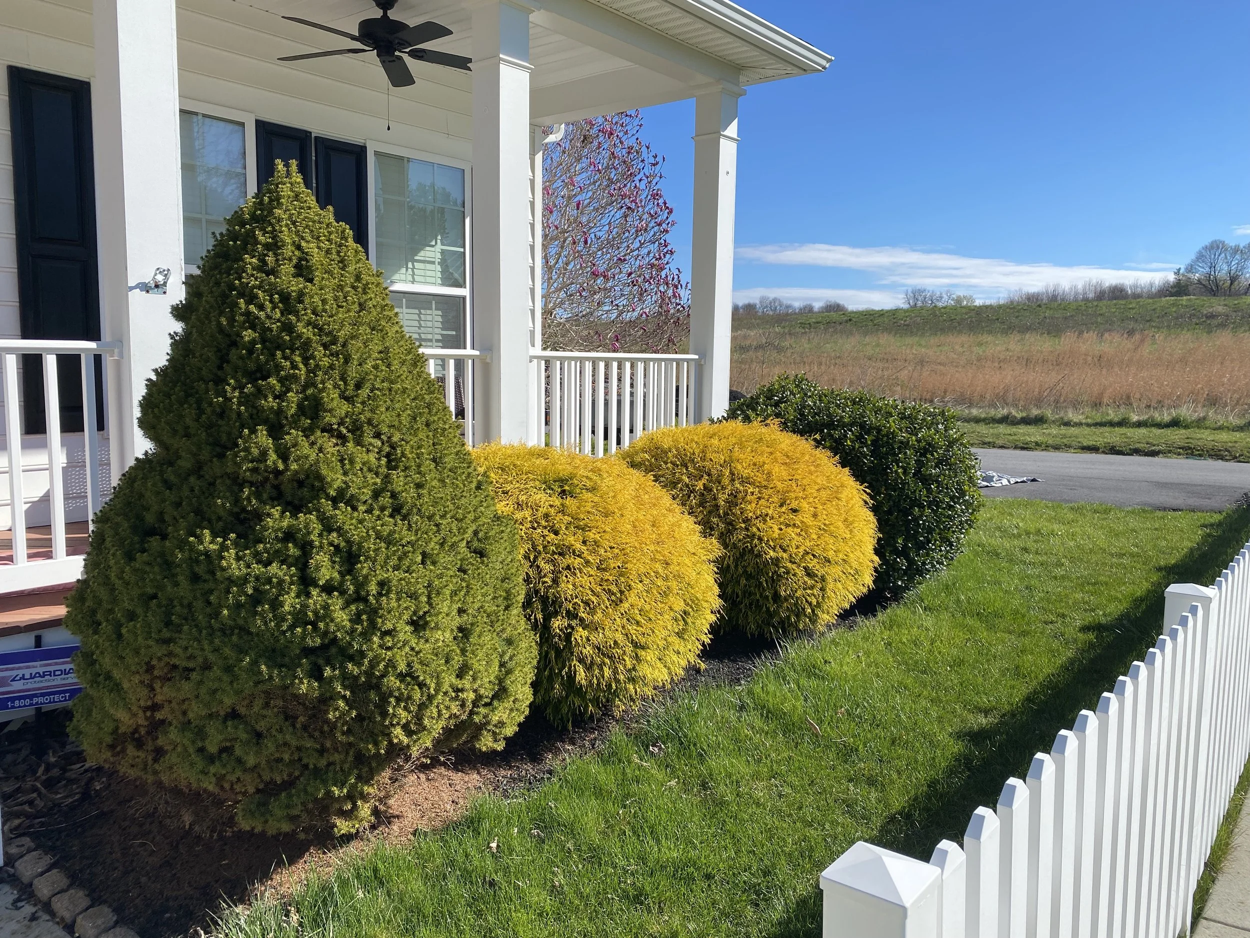Front yard with from left to right: a cone-shaped evergreen shrub, two yellow-leaved bushes, a dark green rounded bush, and a white picket fence along the grass. The house exterior shows a porch with white pillars, a ceiling fan, and large windows. I