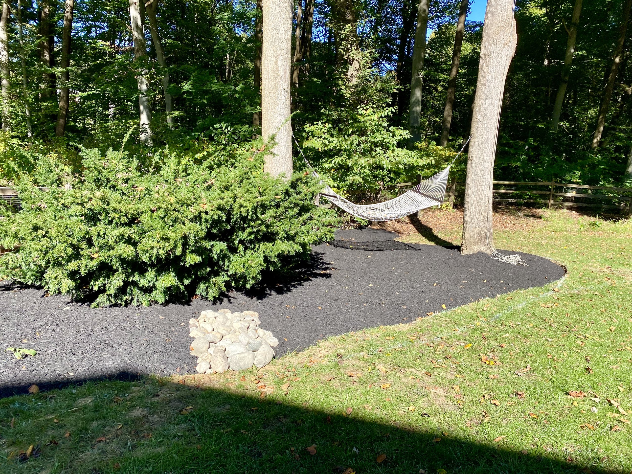 Hammock hanging between two trees in a backyard with black mulch, a large shrub, and a background of trees and a wooden fence.