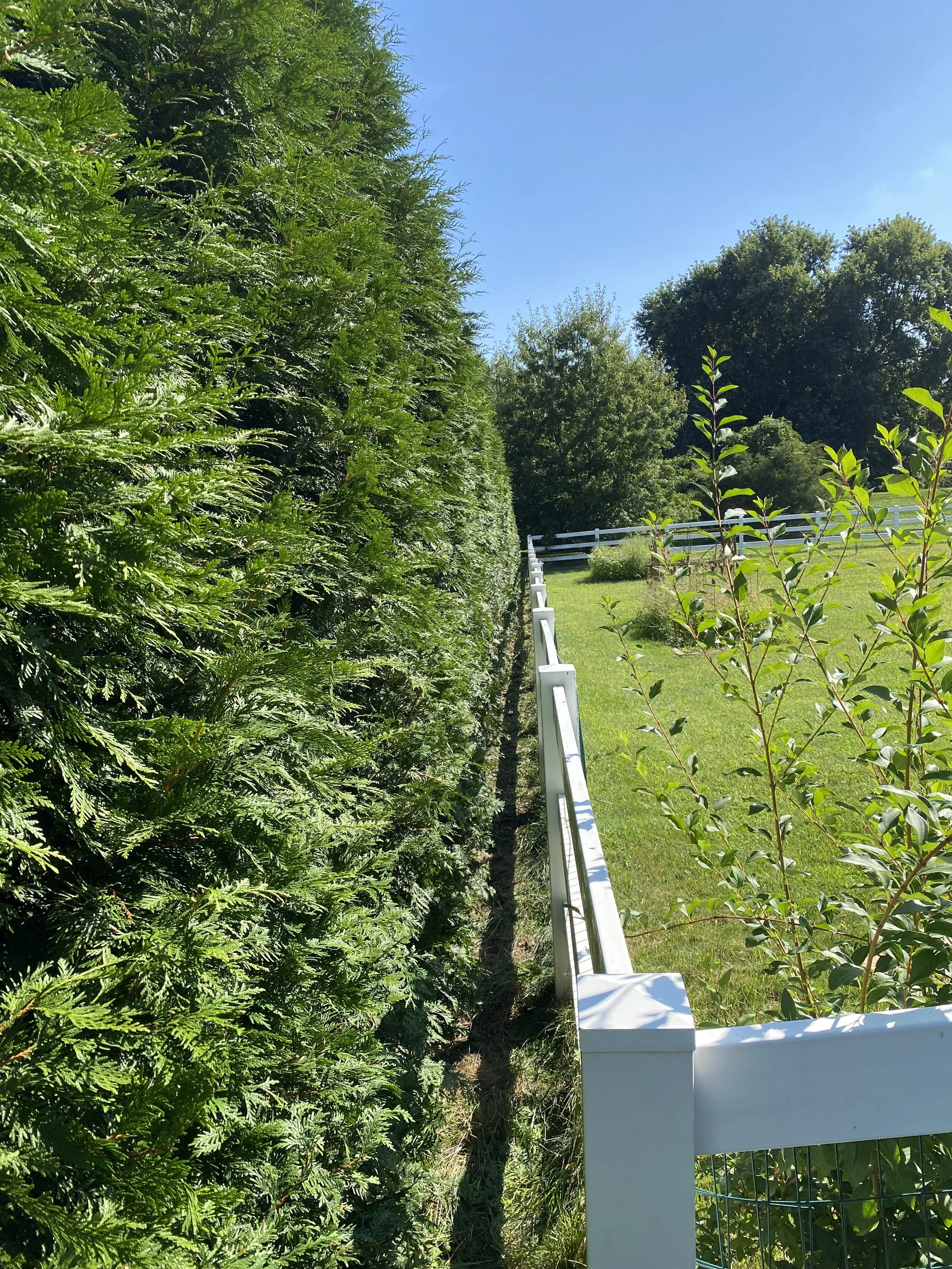 A garden with a tall hedge on the left, a white fence on the right, green grass, and trees in the background under a clear blue sky.