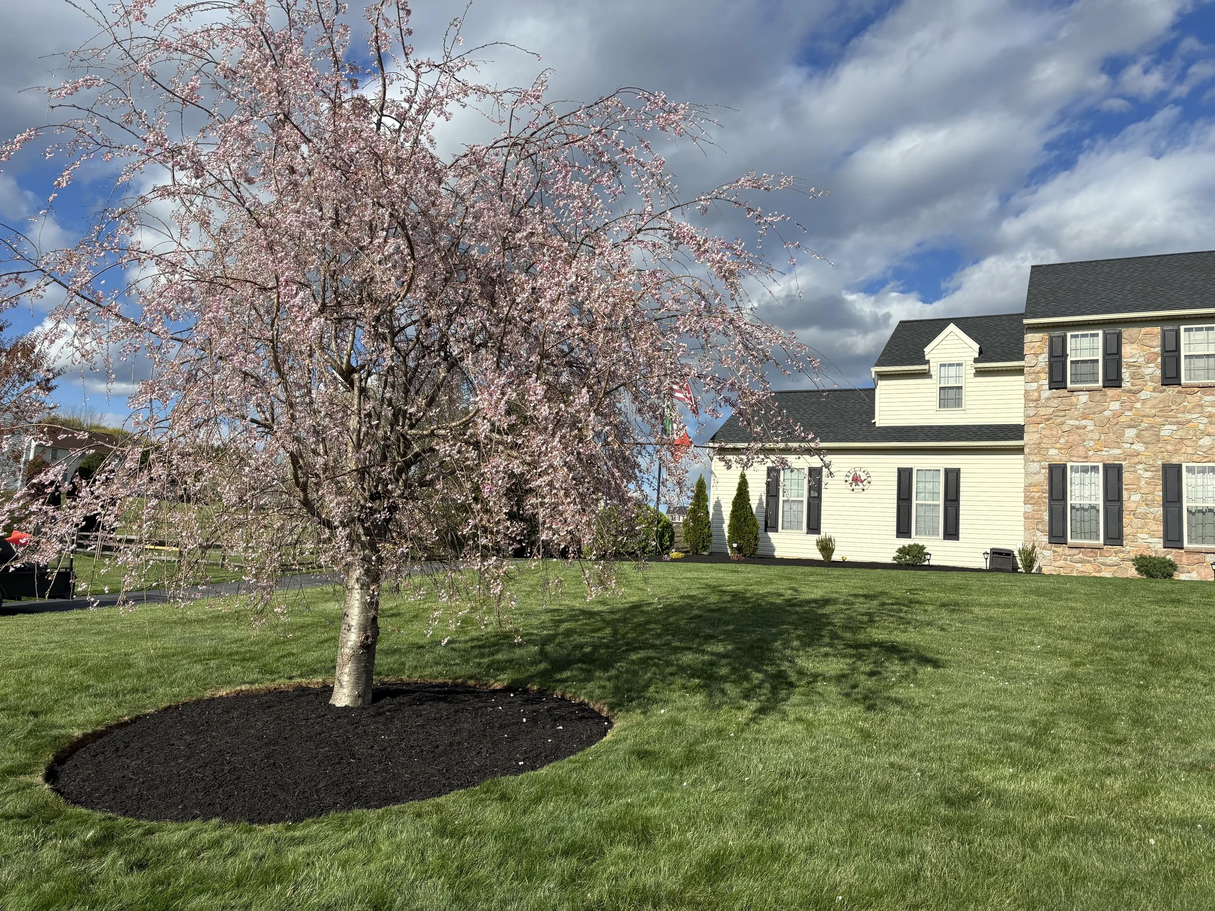 A pink-blossomed tree in a manicured lawn in front of a house with stone and siding exterior, under a partly cloudy sky.