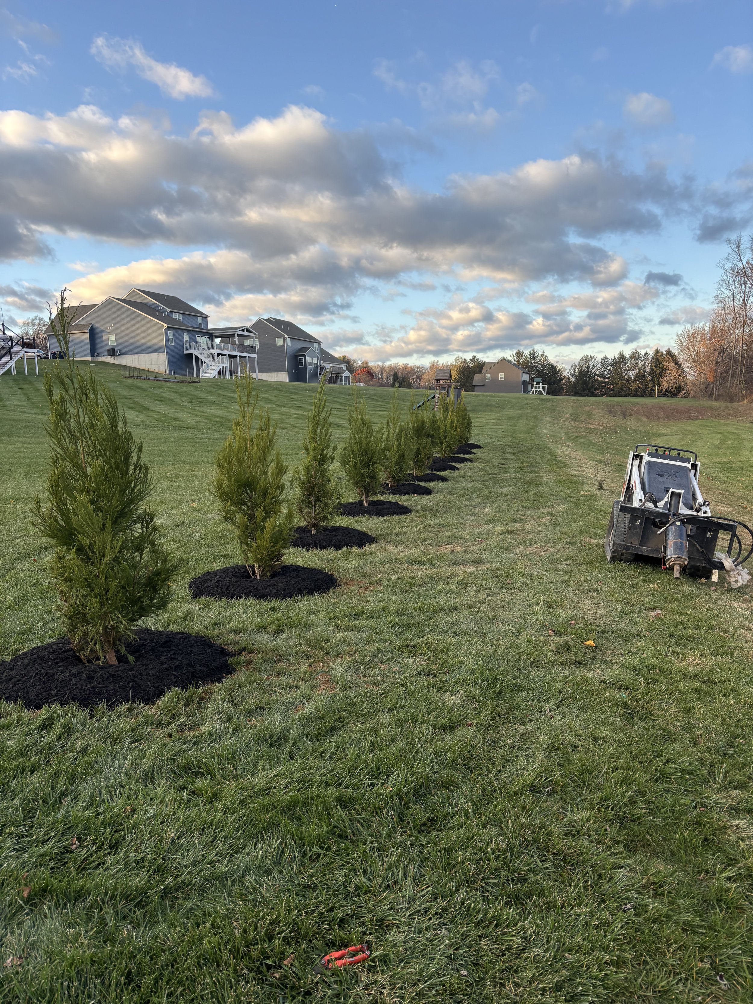 A row of newly planted evergreen trees with black mulch at the base on a grassy hill, with houses and a cloudy sky in the background.