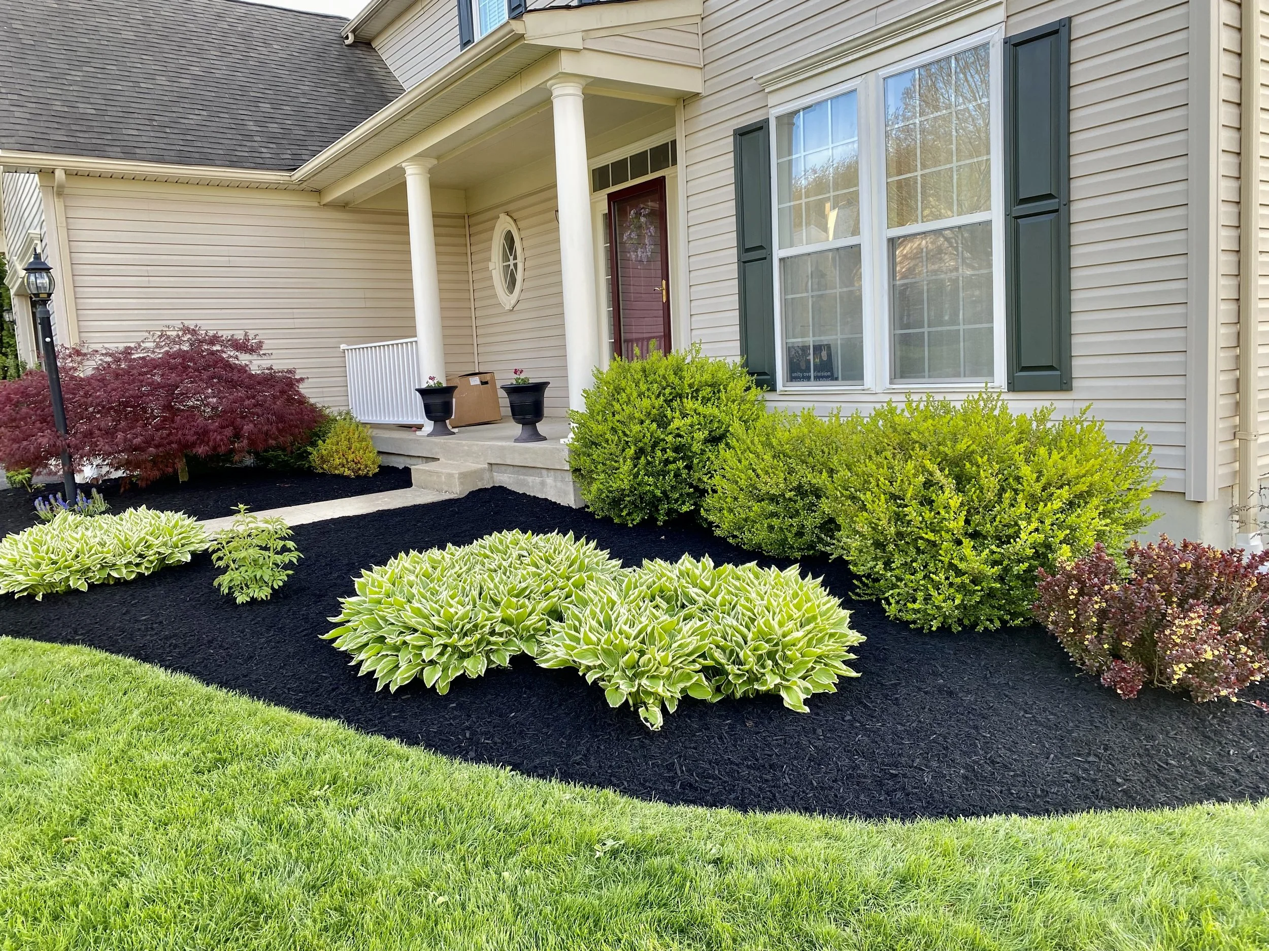 Front yard garden with green bushes, variegated hostas, red-leafed shrub, and freshly laid black mulch, with stairs leading to a house entrance with a purple door and two large planters.