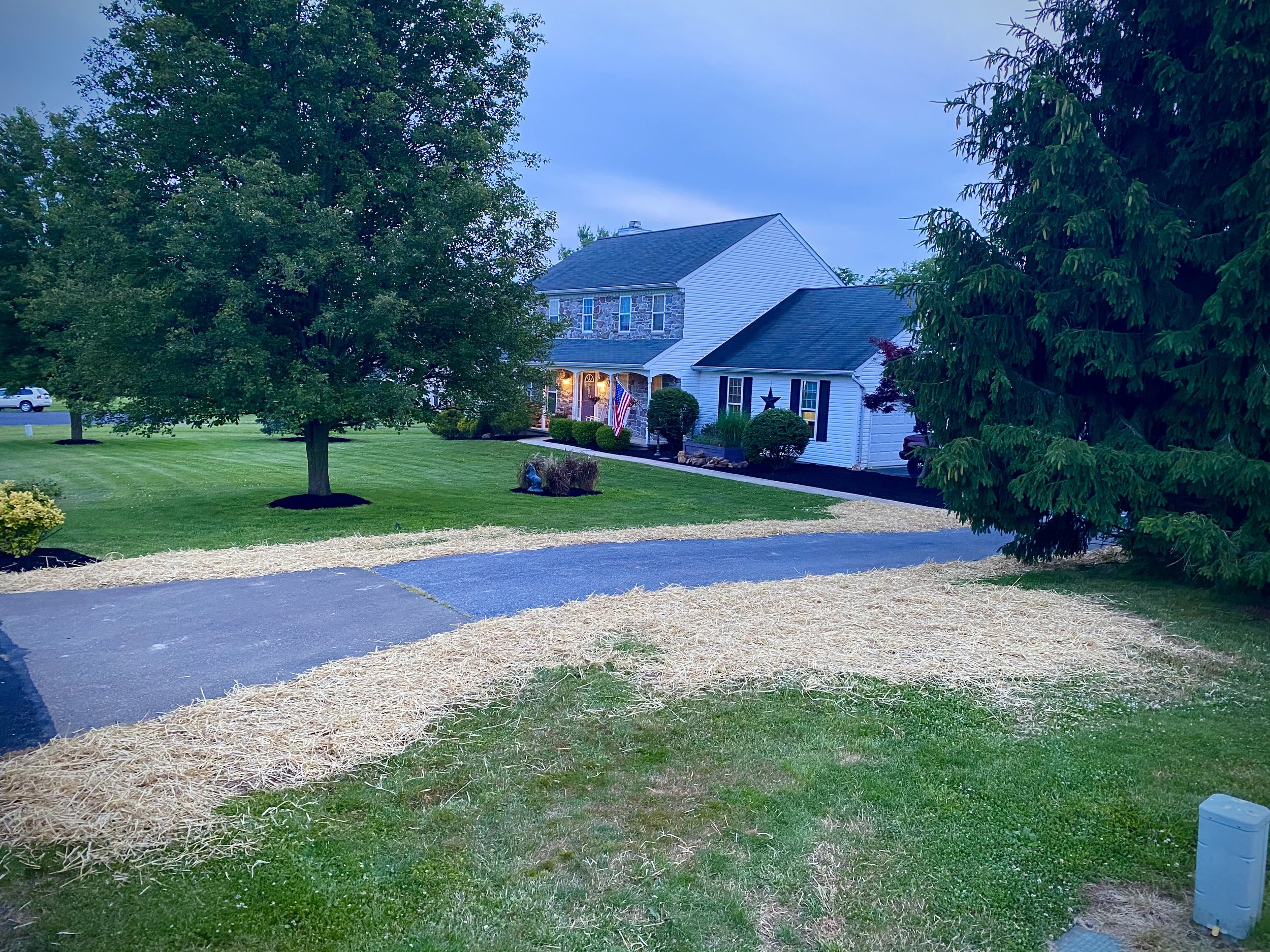 A suburban yard with a paved walkway, straw mulch, green grass, and various trees and bushes. A house with outdoor lighting, American flag, and decorative star is visible in the background.