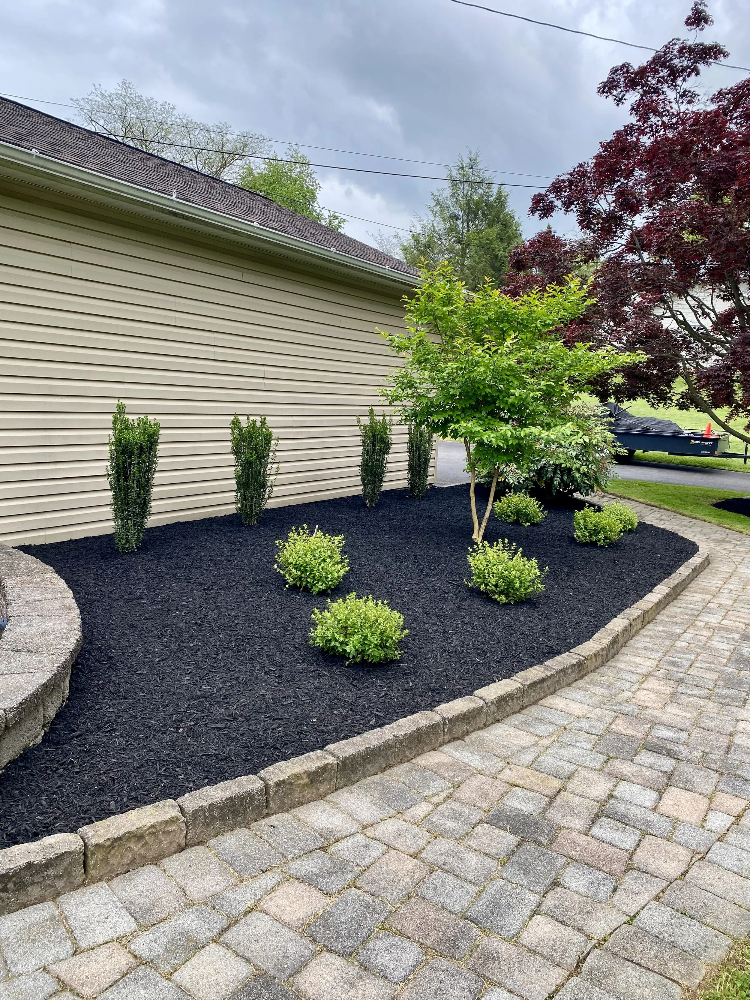 A landscaped yard with a paved brick pathway, small green shrubs, a young tree, and three taller bushes planted on black mulch next to a beige house with horizontal siding.
