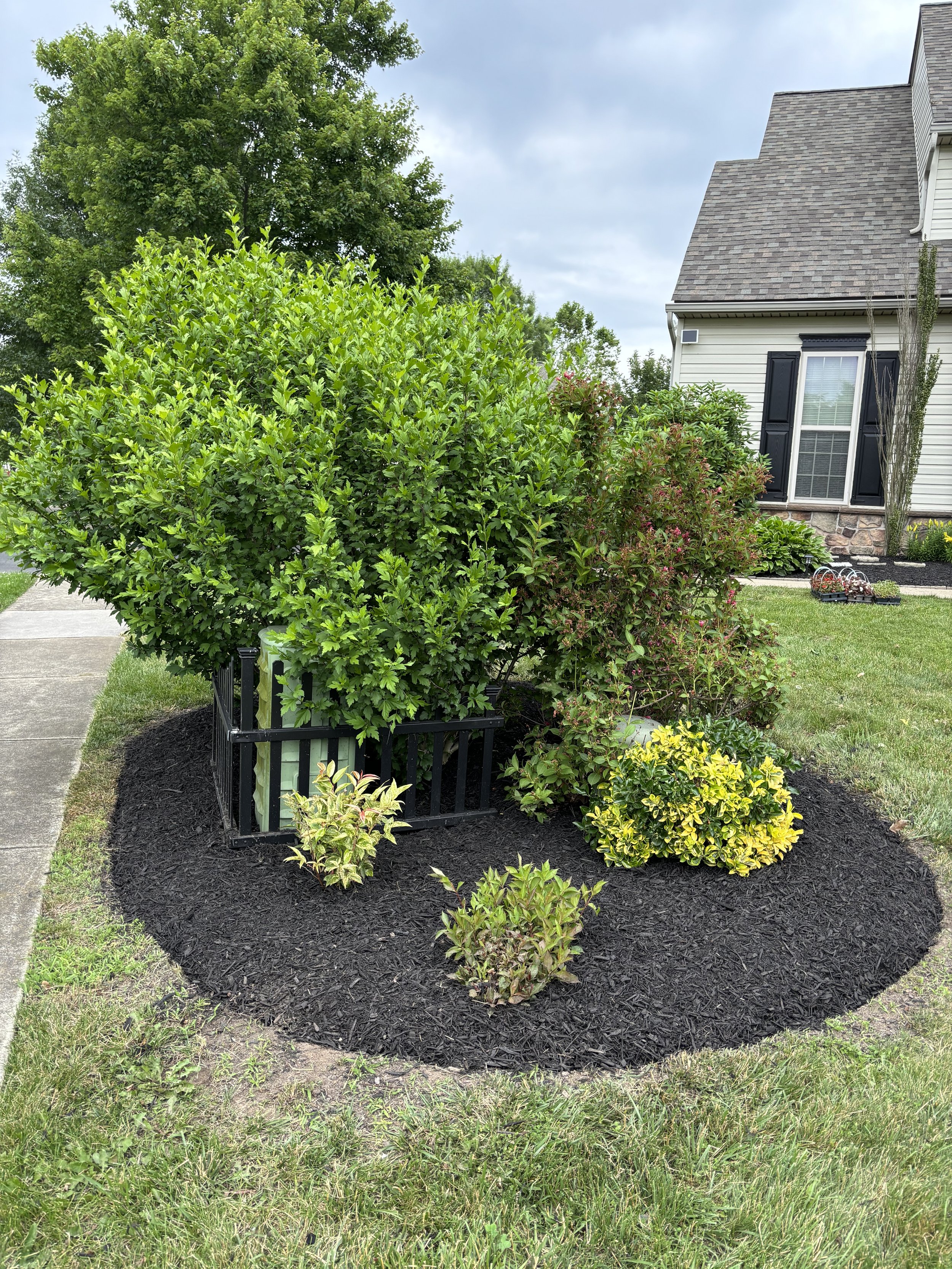 Green bushes and plants in a landscaped garden bed with dark mulch, bordered by a concrete sidewalk, in front of a house with gray siding and black shutters.