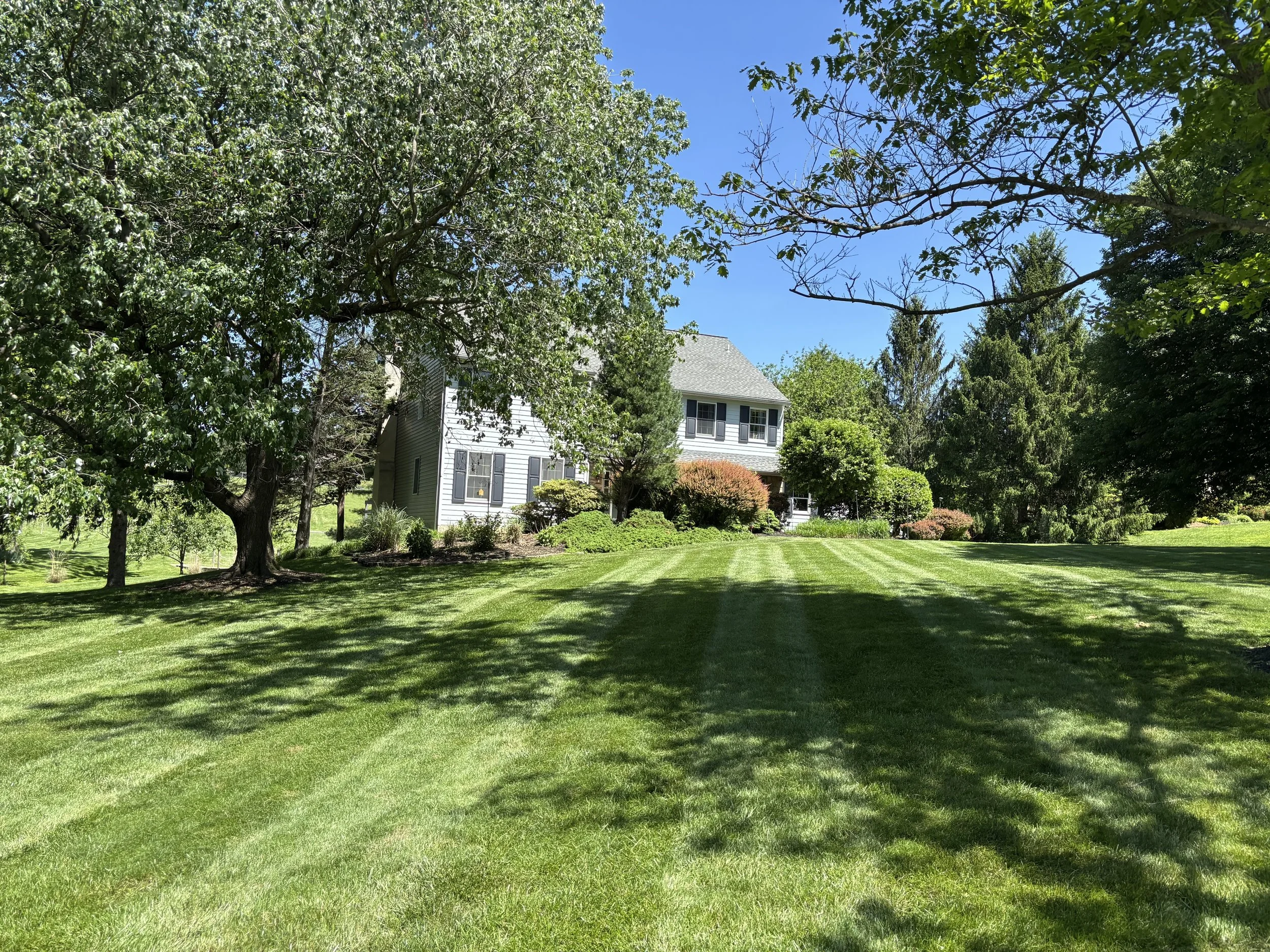 A spacious and well-manicured backyard with lush green grass and multiple trees surrounding a white house with black shutters under a clear blue sky.