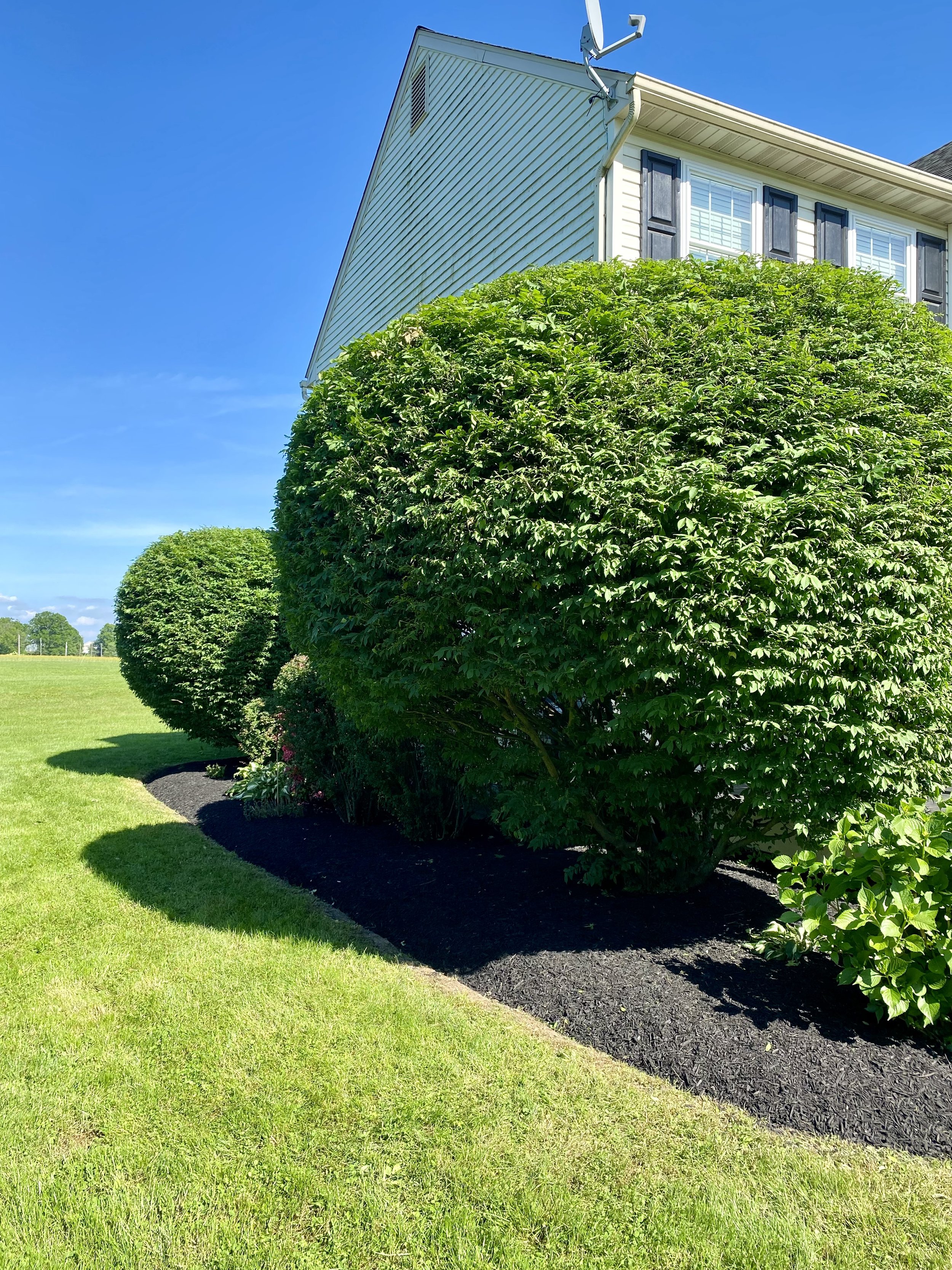 Well-maintained lawn with lush green bushes along a house with white siding and black shutters, under a bright blue sky.
